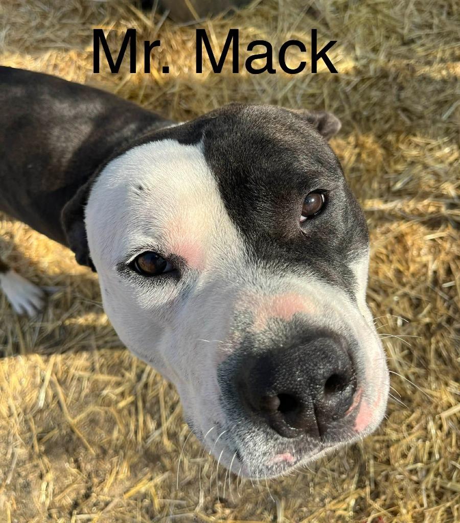 Mr. Mack, Adoptable, Young Male American Bulldog.
