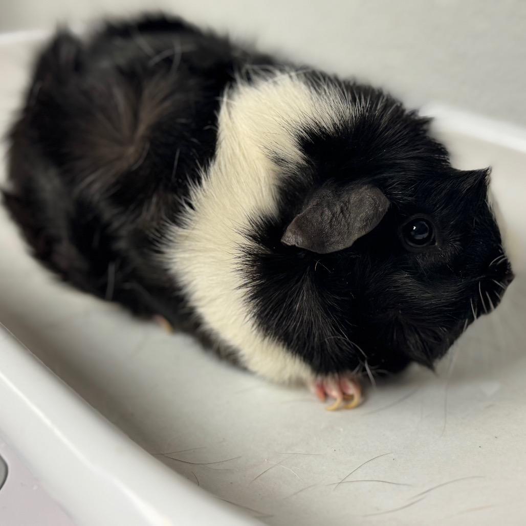 Perla-IN FOSTER, Adoptable, Young Female Guinea Pig.