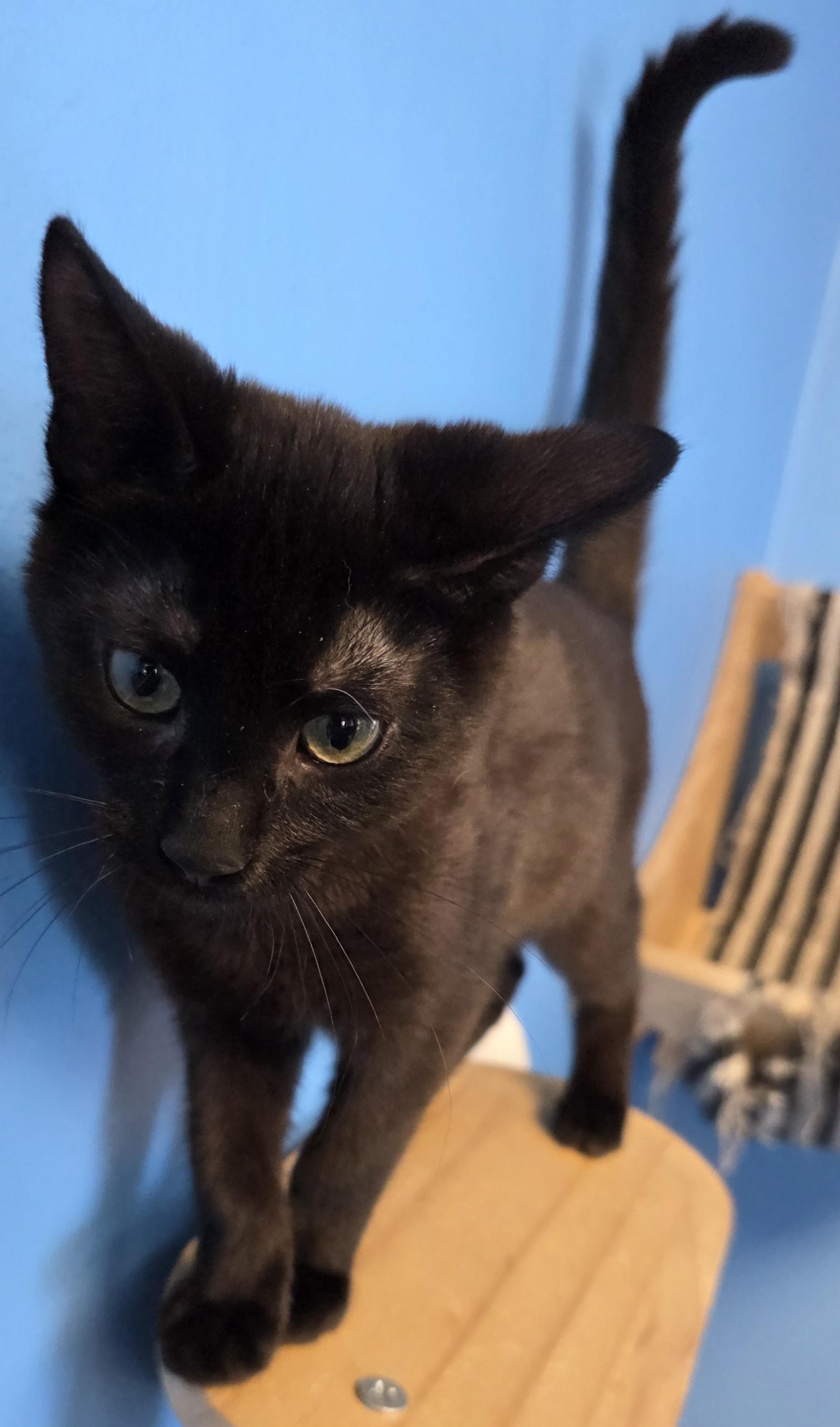 Williams, an adoptable Domestic Short Hair in Polson, MT, 59860 | Photo Image 1