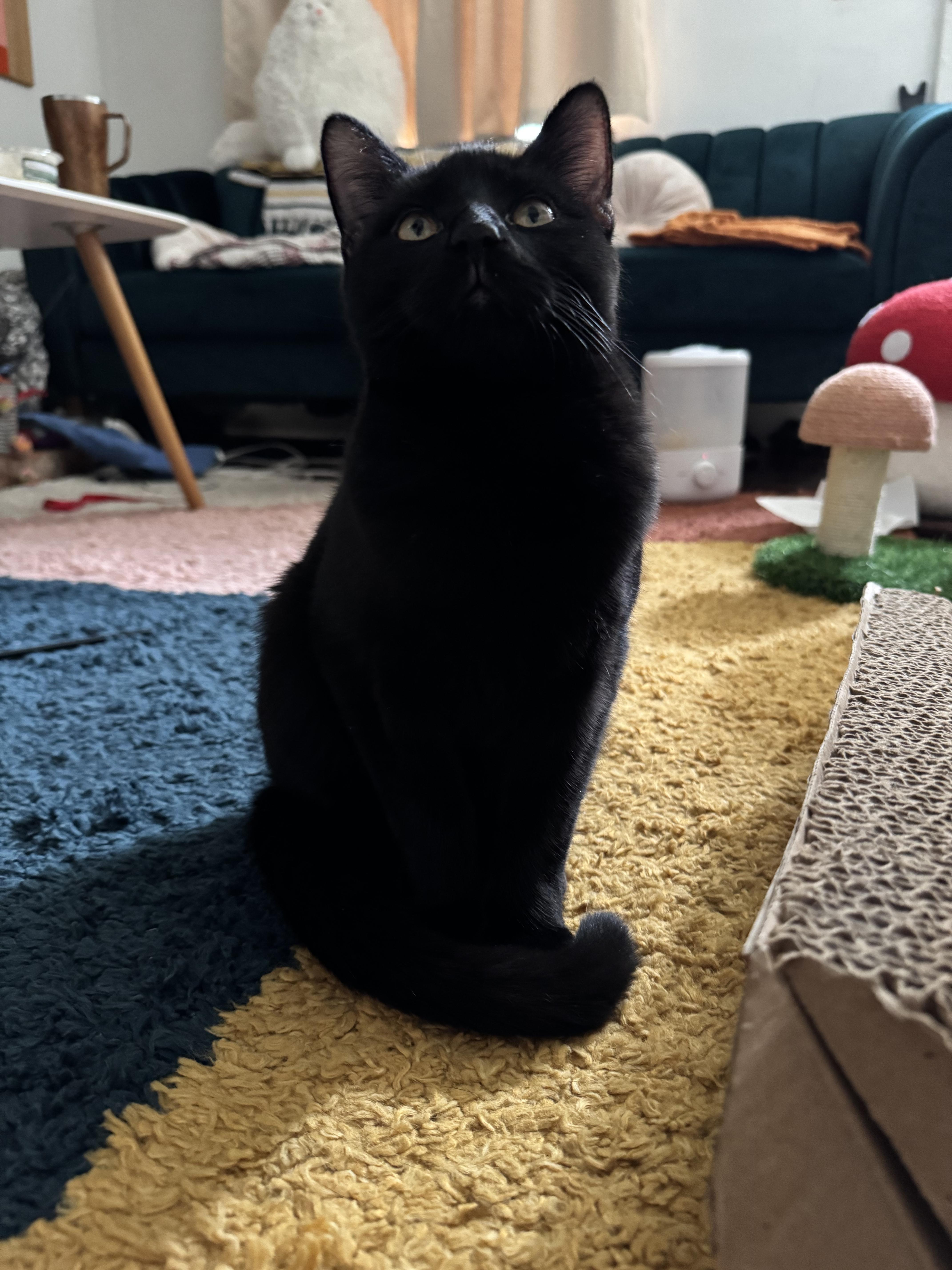 Enlarge Carlisle, a Adoptable Domestic Short Hair in Columbus, OH image 5/6