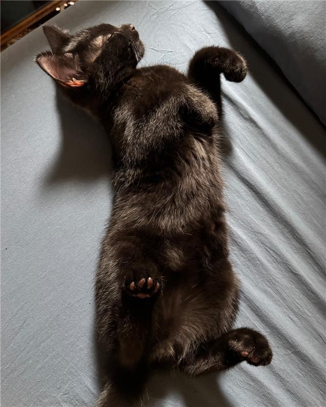 Enlarge Carlisle, a Adoptable Domestic Short Hair in Columbus, OH image 4/6