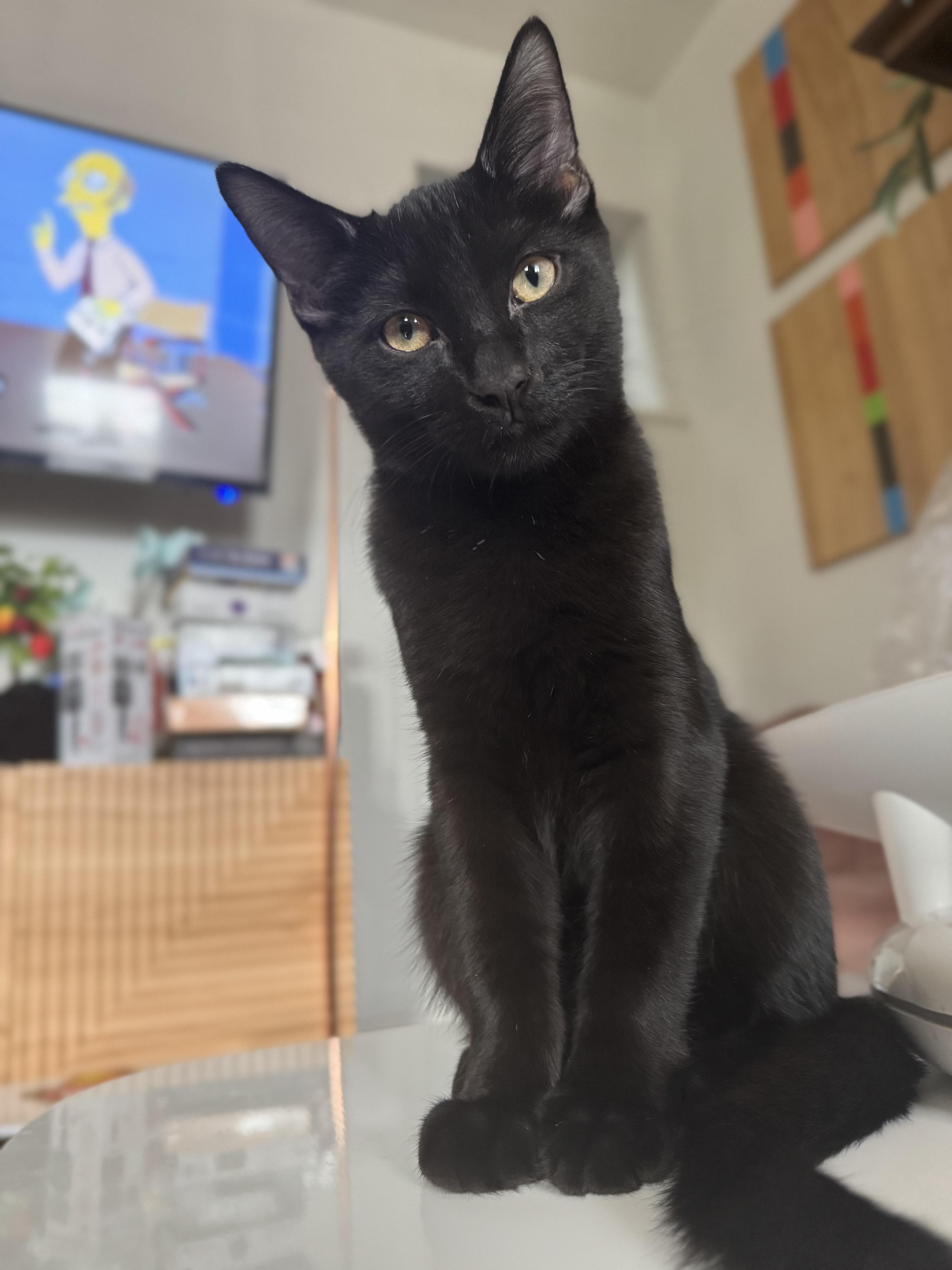 Enlarge Carlisle, a Adoptable Domestic Short Hair in Columbus, OH image 2/6