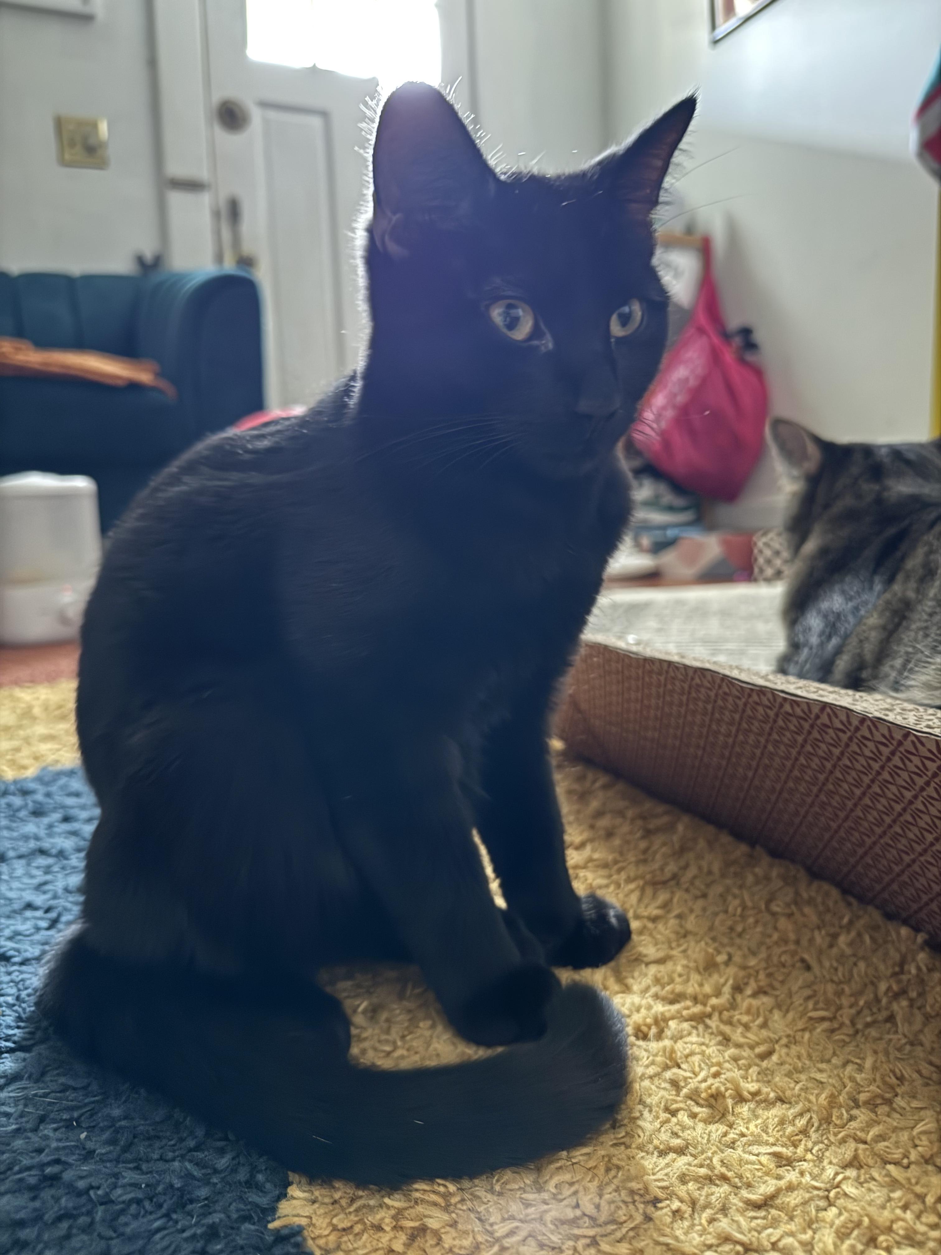 Enlarge Carlisle, a Adoptable Domestic Short Hair in Columbus, OH image 6/6