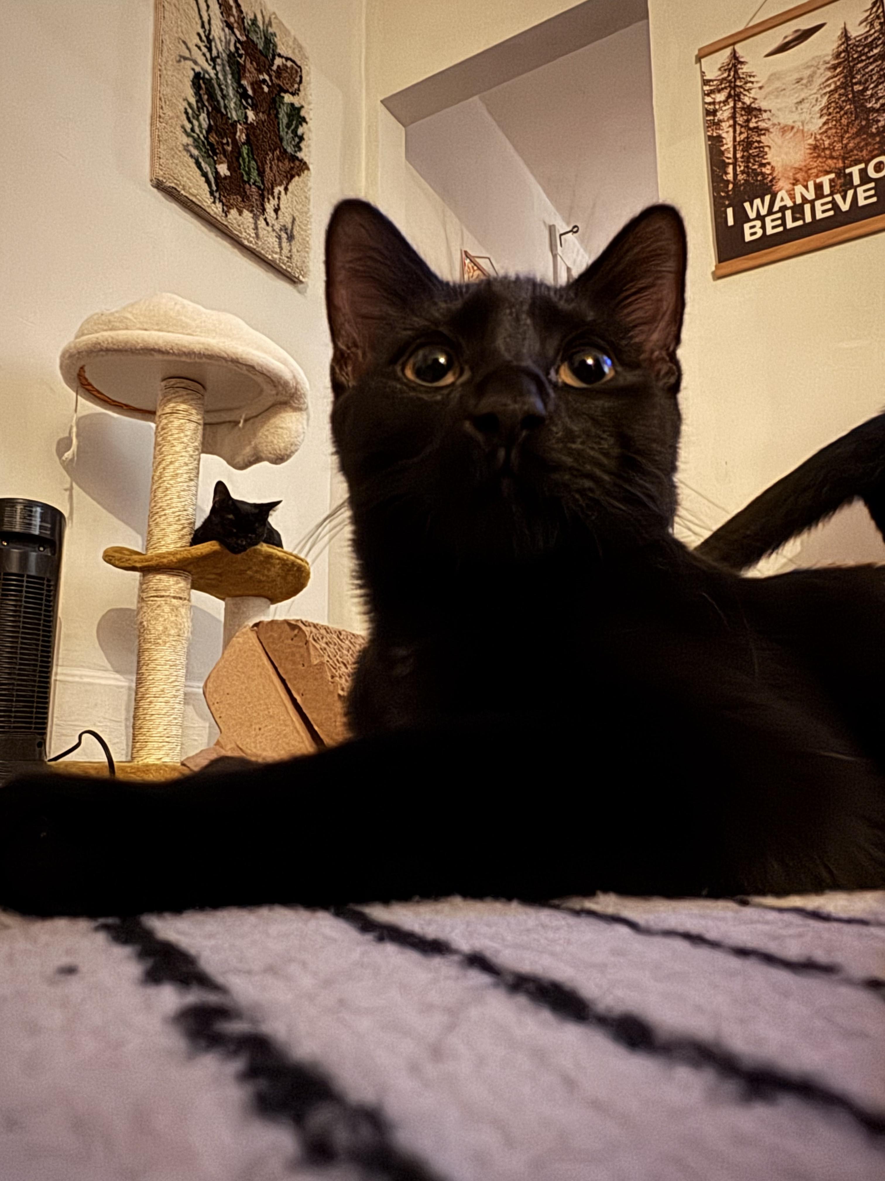 Enlarge Carlisle, a Adoptable Domestic Short Hair in Columbus, OH image 3/6