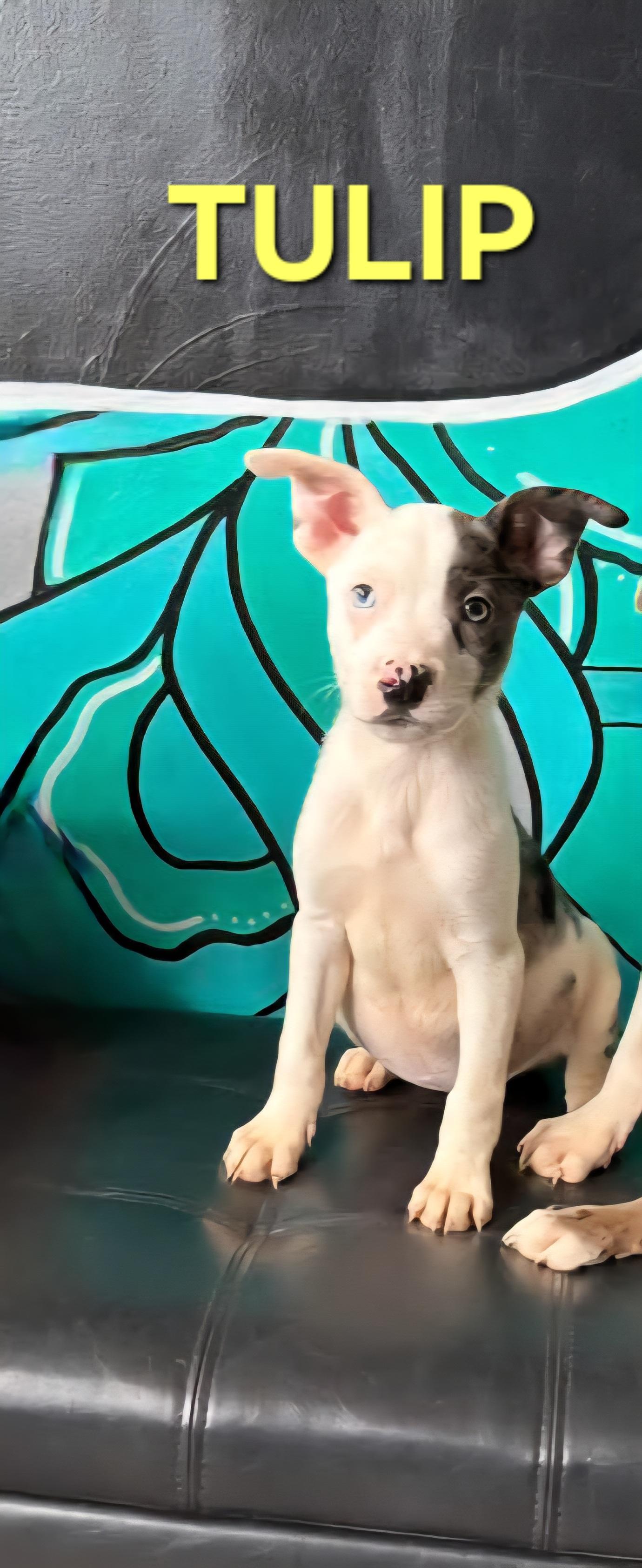 TULIP. tinycauseadopt@gmail.com