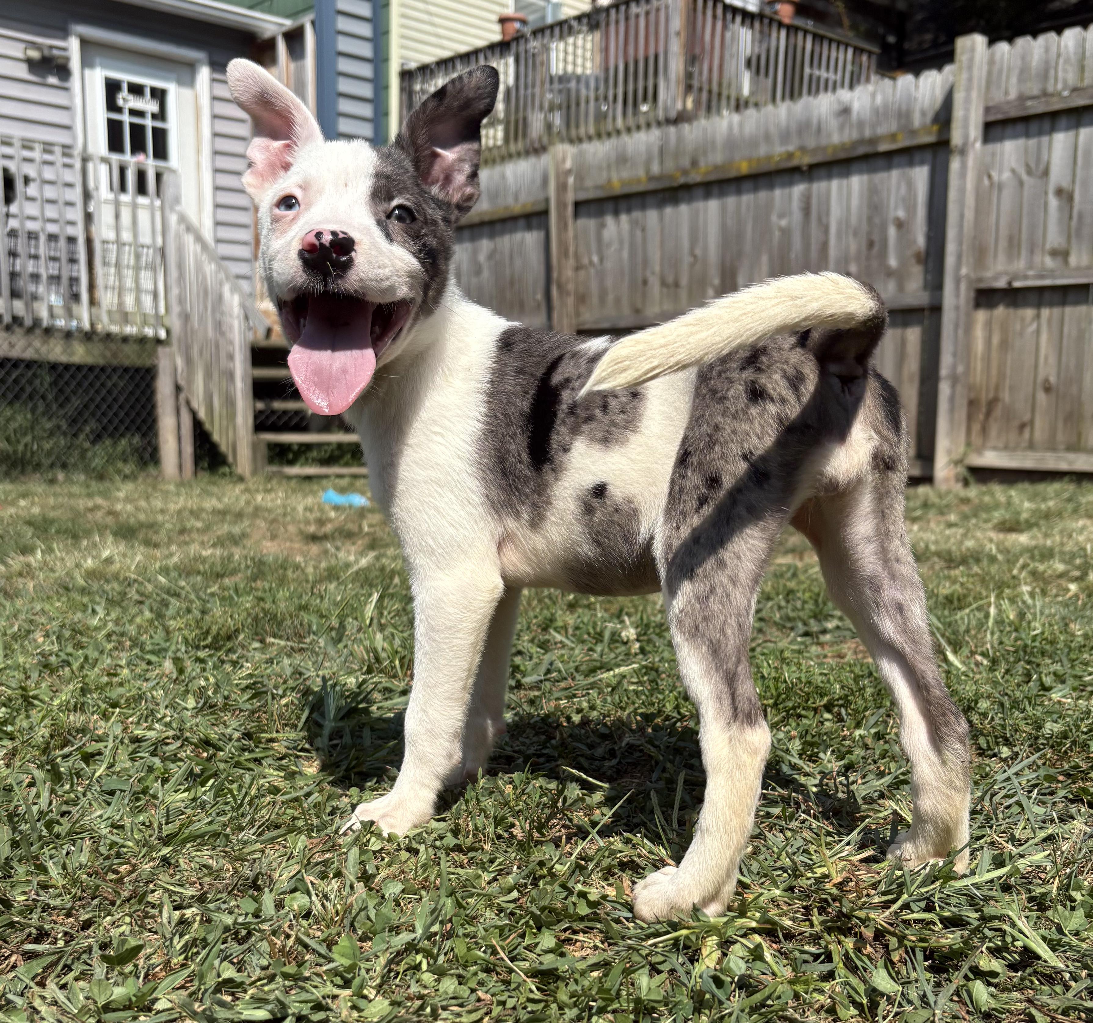 TULIP. tinycauseadopt@gmail.com