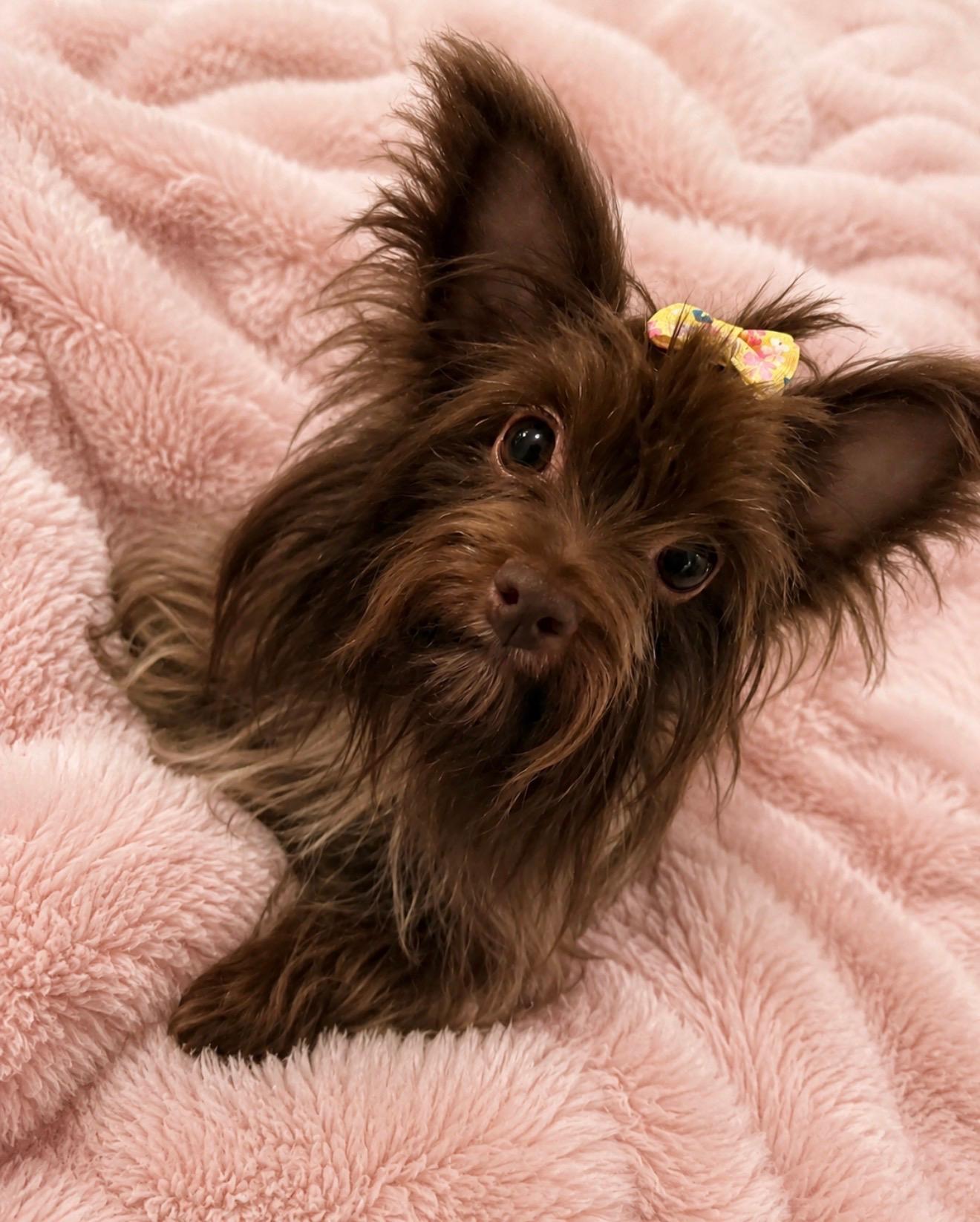 Rosie, adopted, Adult Female Yorkshire Terrier.