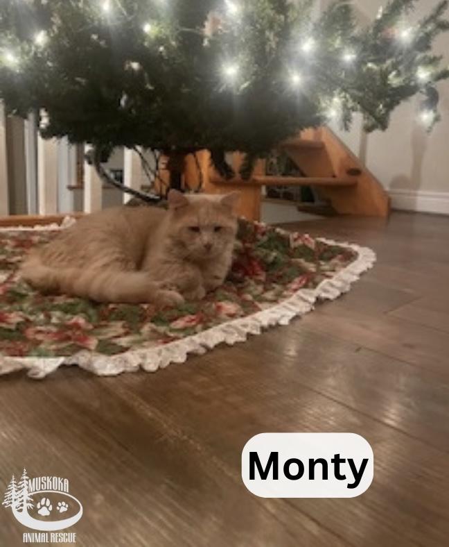Monty!, Adoptable, Adult Male Domestic Medium Hair.