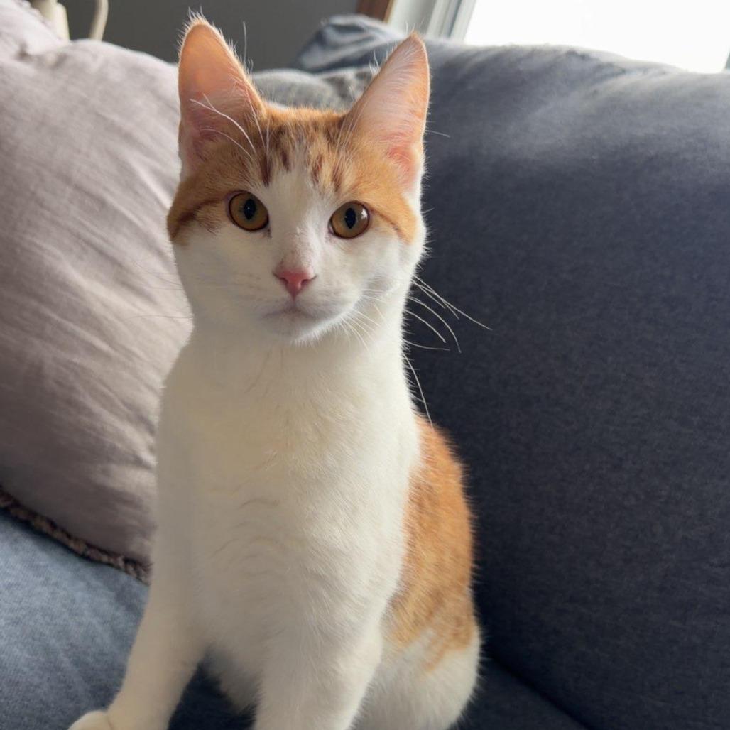 Enlarge Kitty, a Adoptable Domestic Short Hair in Fargo, ND image 1/4