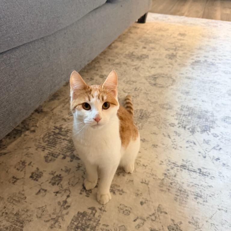 Enlarge Kitty, a Adoptable Domestic Short Hair in Fargo, ND image 2/4