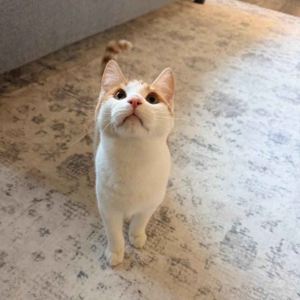 Enlarge Kitty, a Adoptable Domestic Short Hair in Fargo, ND image 3/4