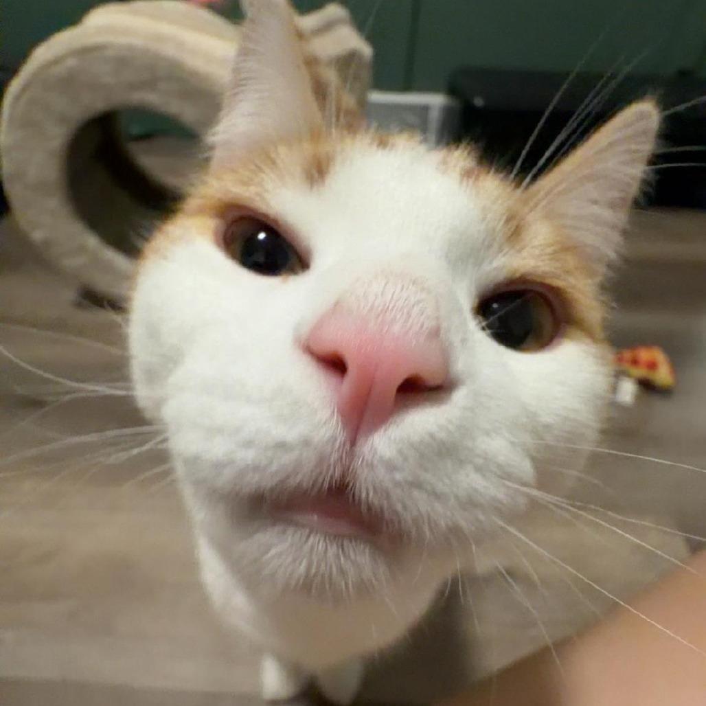 Enlarge Kitty, a Adoptable Domestic Short Hair in Fargo, ND image 4/4