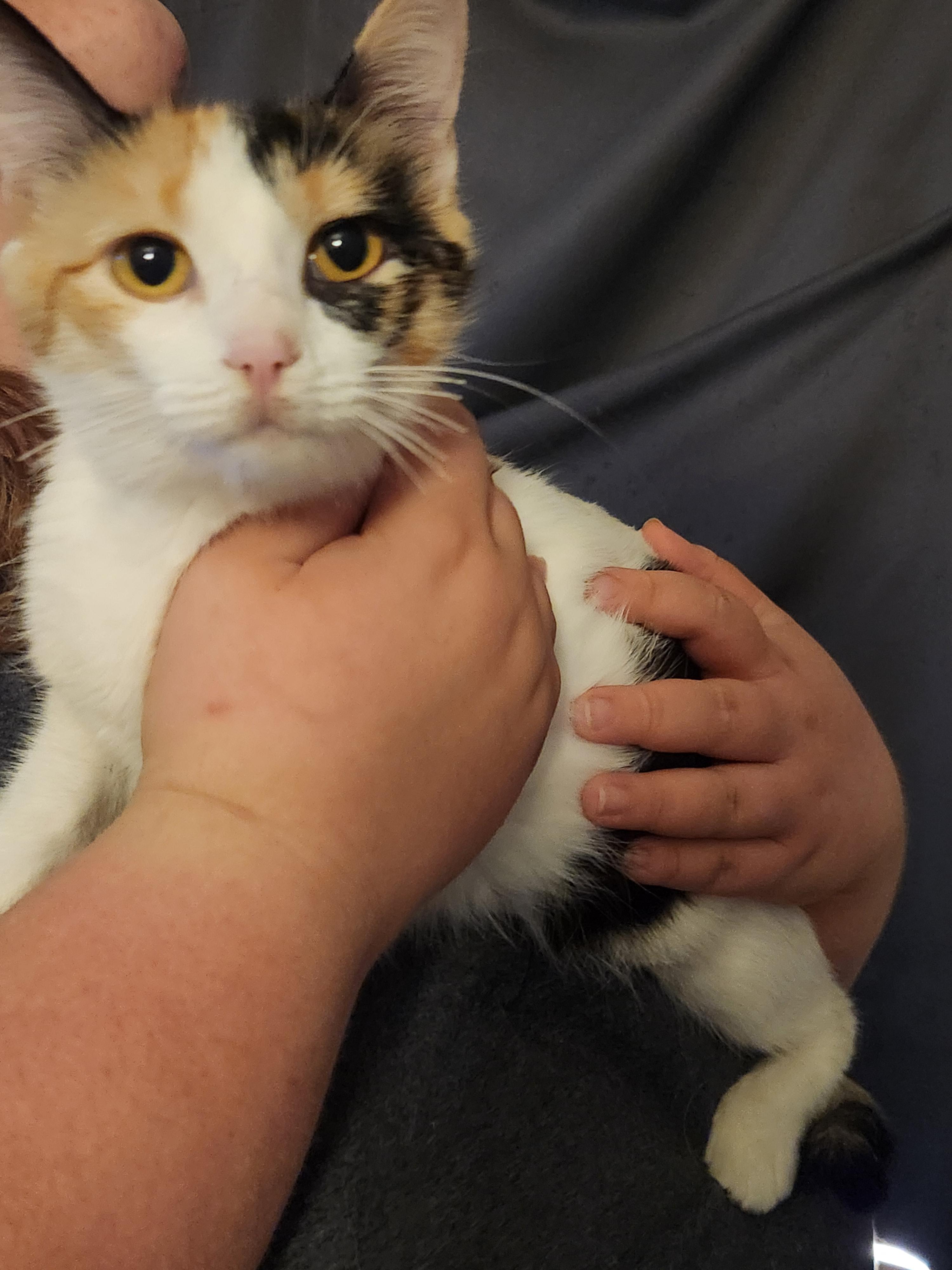 Enlarge Charlotte, a Adoptable Domestic Short Hair in Mount Pleasant, TX image 5/6