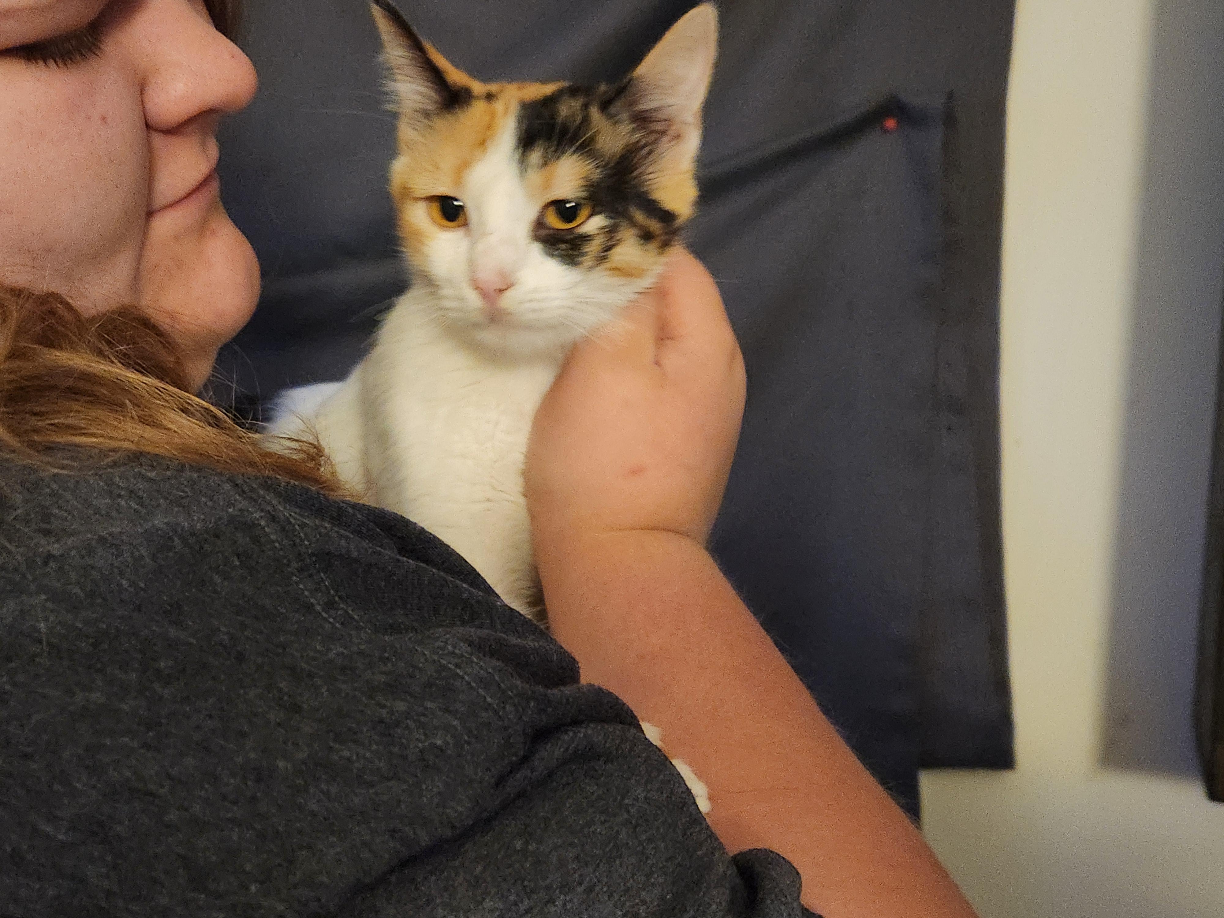 Charlotte, Adoptable, Young Female Domestic Short Hair.