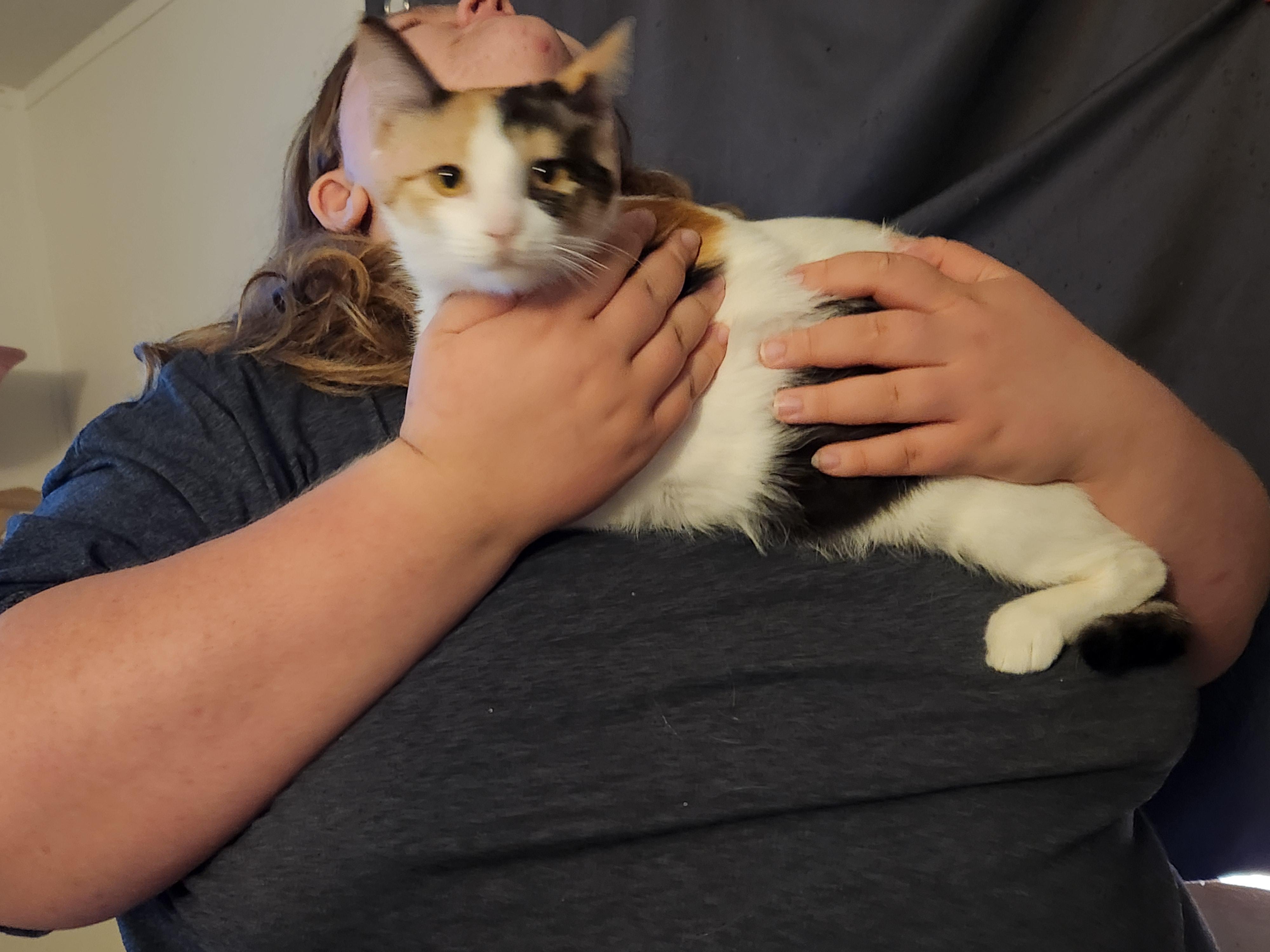 Enlarge Charlotte, a Adoptable Domestic Short Hair in Mount Pleasant, TX image 4/6