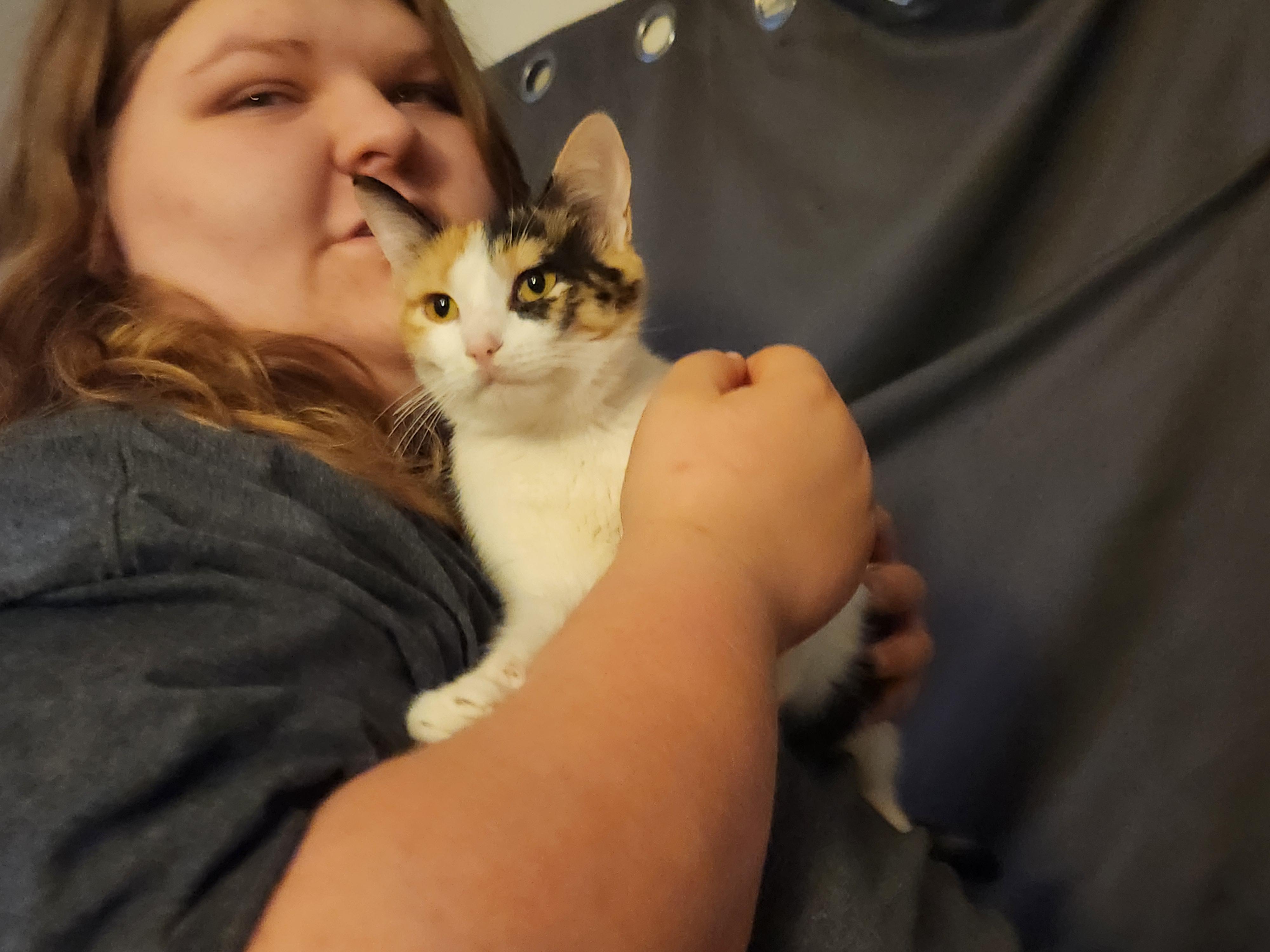 Enlarge Charlotte, a Adoptable Domestic Short Hair in Mount Pleasant, TX image 2/6