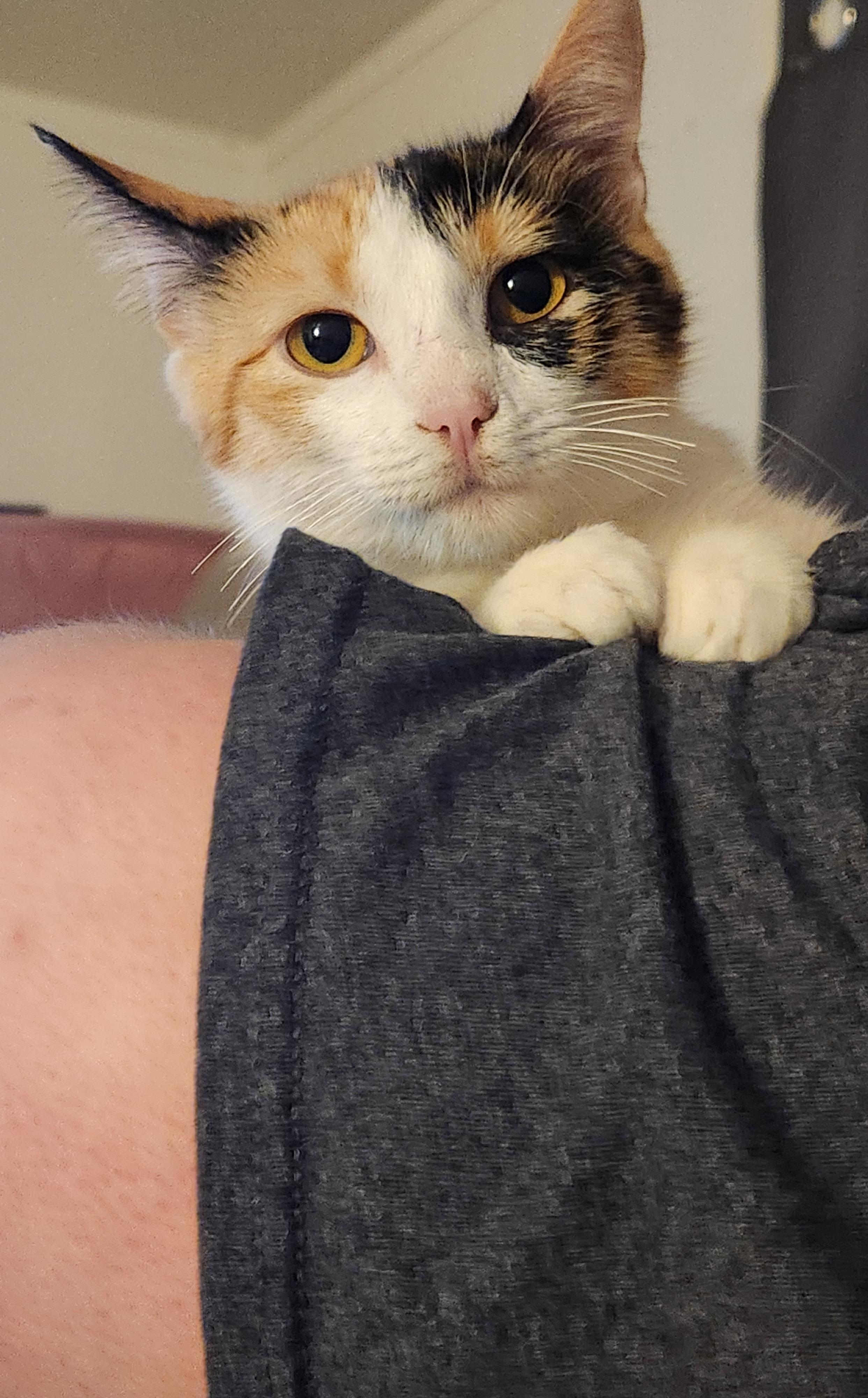 Enlarge Charlotte, a Adoptable Domestic Short Hair in Mount Pleasant, TX image 6/6