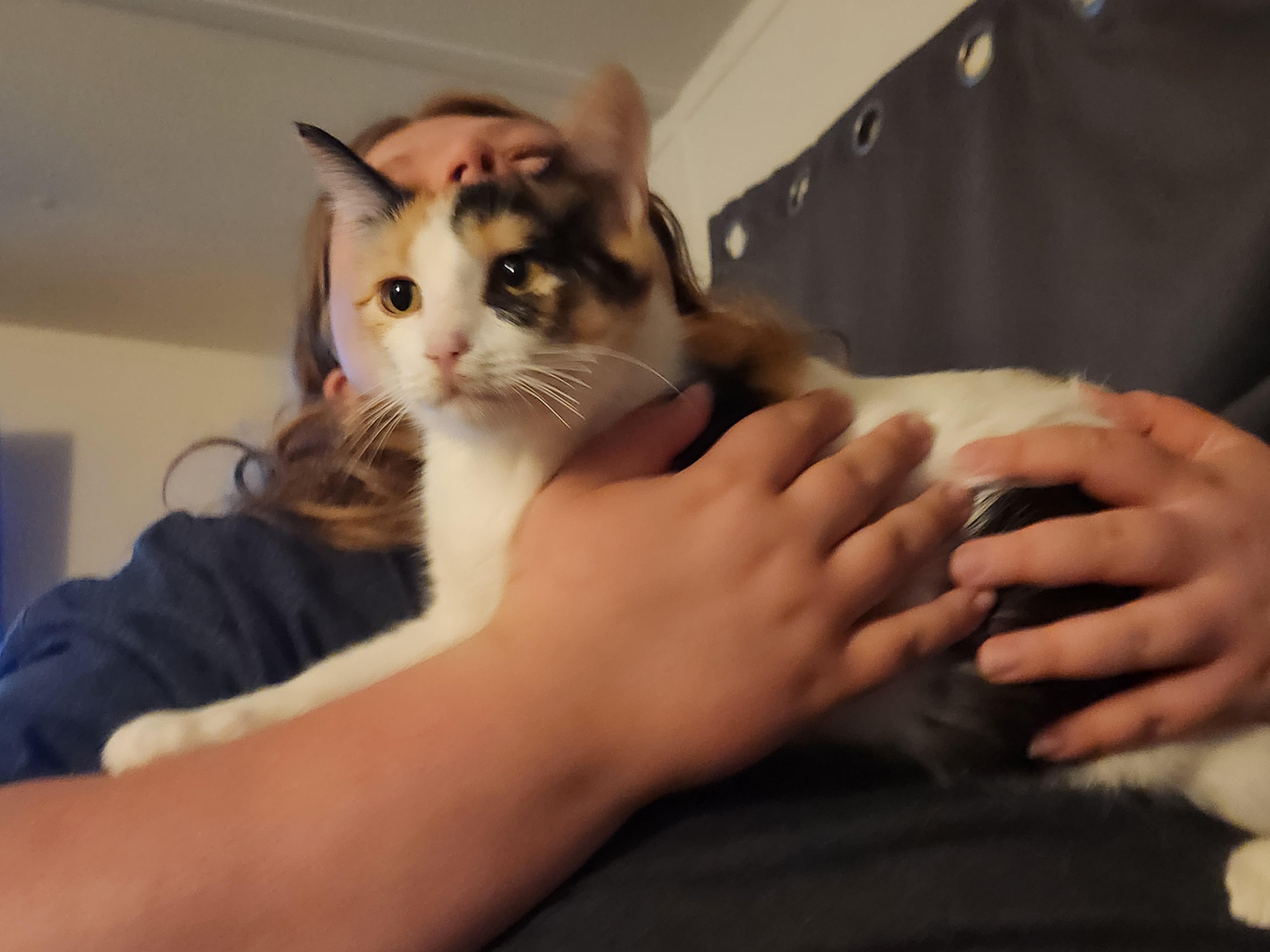 Enlarge Charlotte, a Adoptable Domestic Short Hair in Mount Pleasant, TX image 3/6
