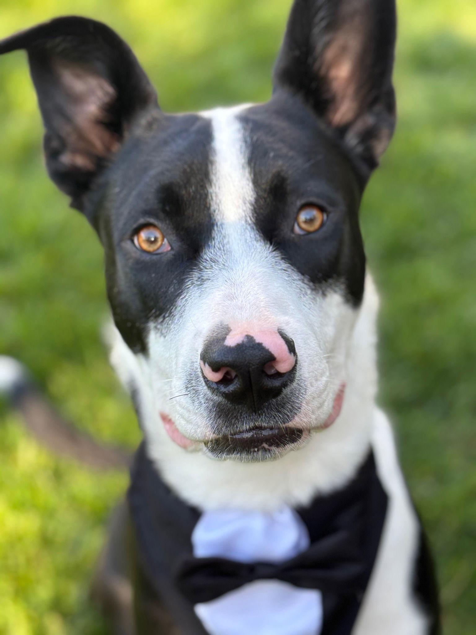 Bingham, Adopted, Young Male American Staffordshire Terrier.