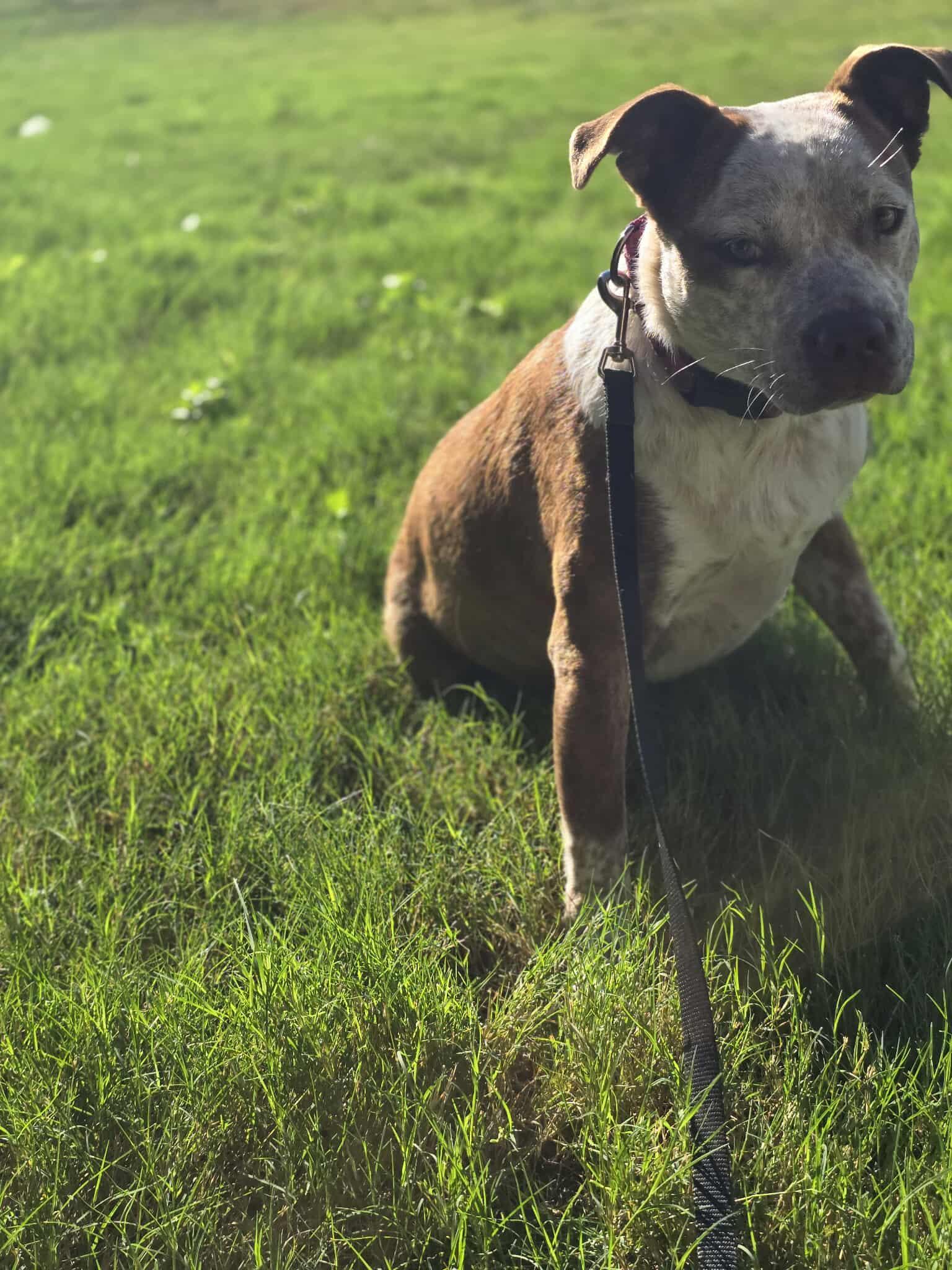 Cinnamon, an adoptable Australian Cattle Dog / Blue Heeler in BUTTE, MT, 59701 | Photo Image 4