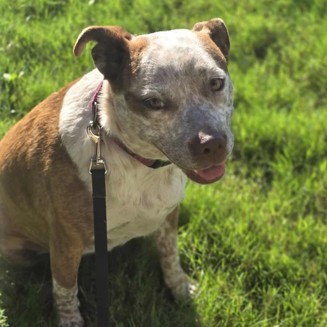 Cinnamon, an adoptable Australian Cattle Dog / Blue Heeler in BUTTE, MT, 59701 | Photo Image 6