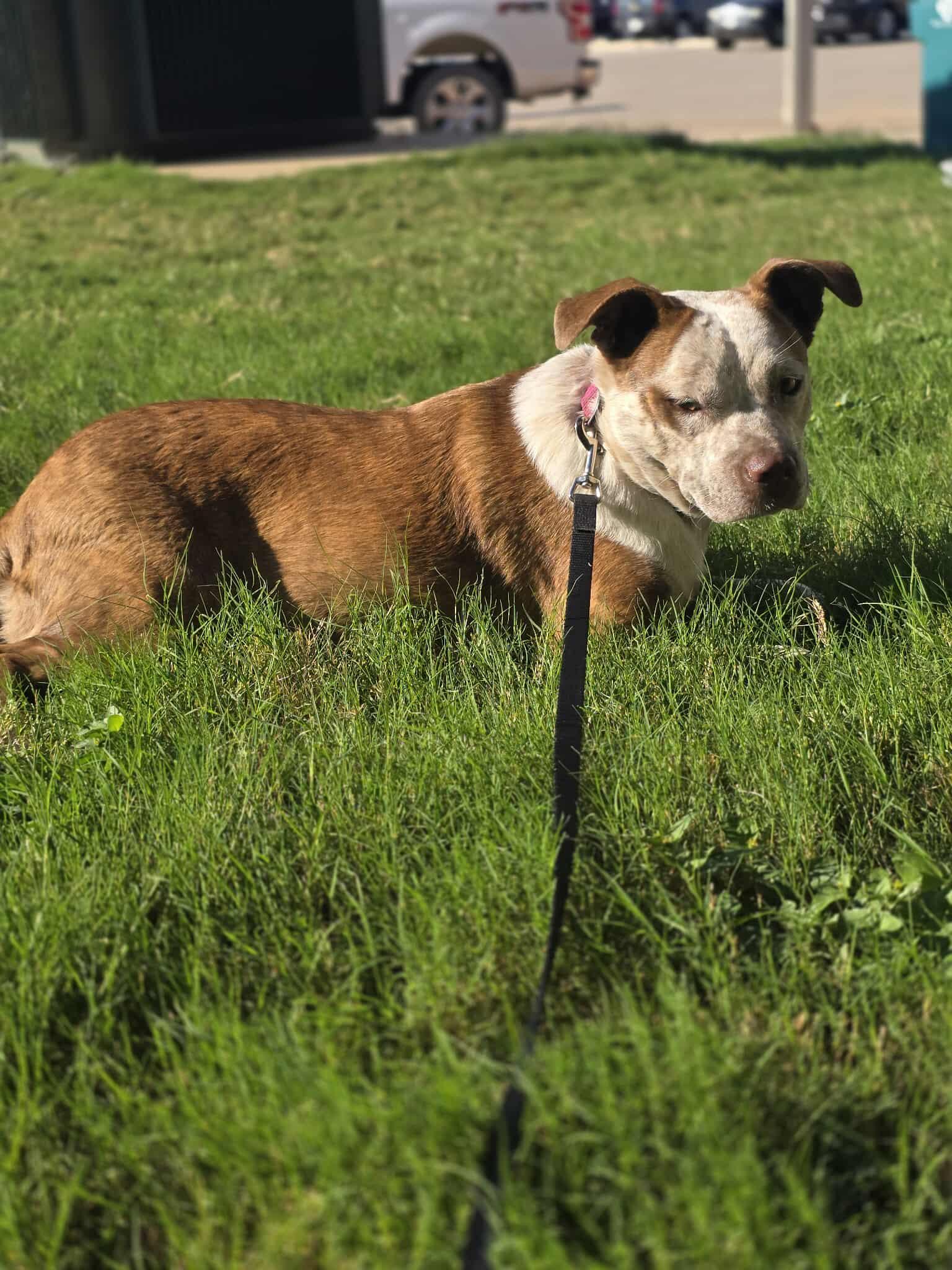 Cinnamon, an adoptable Australian Cattle Dog / Blue Heeler in BUTTE, MT, 59701 | Photo Image 3