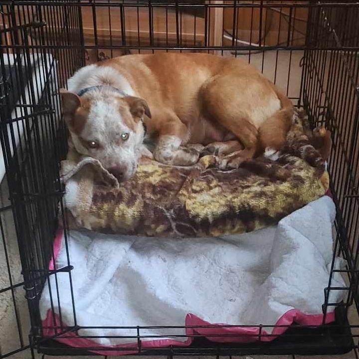 Cinnamon, an adoptable Australian Cattle Dog / Blue Heeler in BUTTE, MT, 59701 | Photo Image 2