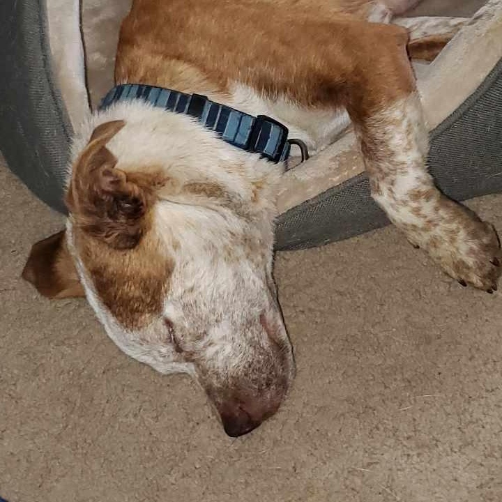 Cinnamon, an adoptable Australian Cattle Dog / Blue Heeler in BUTTE, MT, 59701 | Photo Image 5