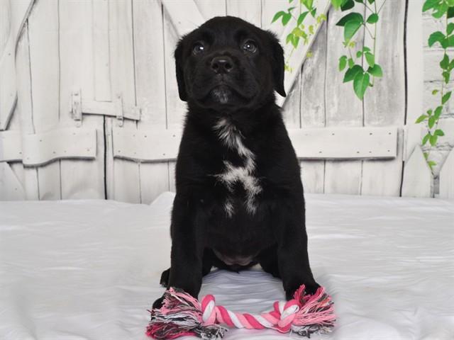 Enlarge JORDAN, a Adoptable mixed breed in Oroville, CA image 1/1