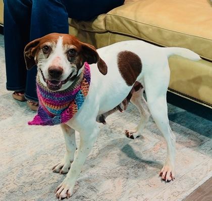 Enlarge Pamela $25 fostered, a Adoptable mixed breed in Seneca, SC image 3/3