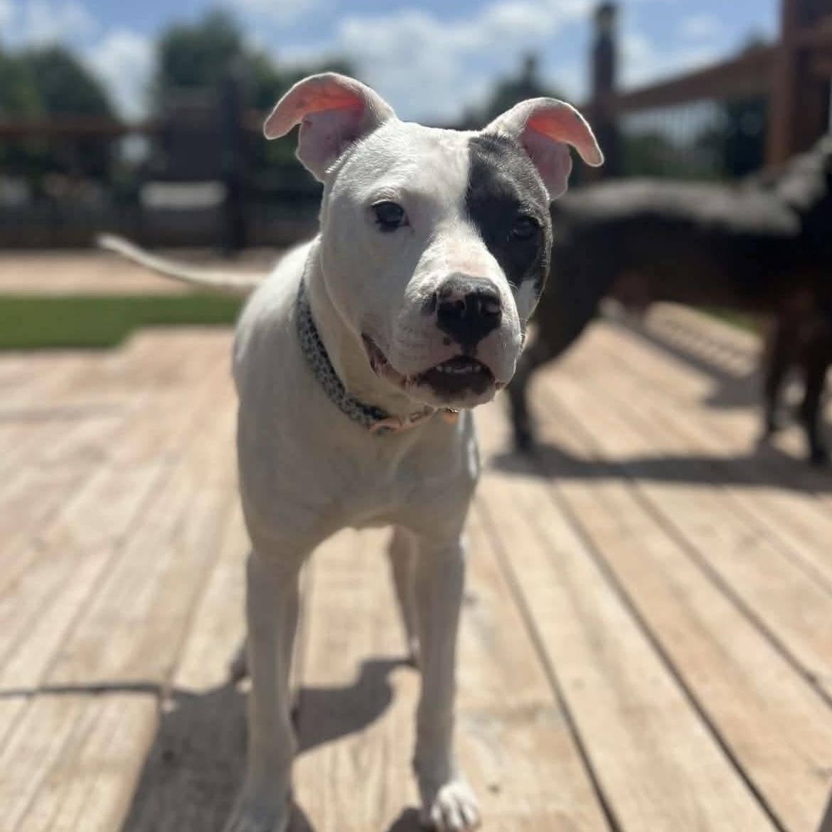 Cadence, Adoptable, Adult Female Pit Bull Terrier.
