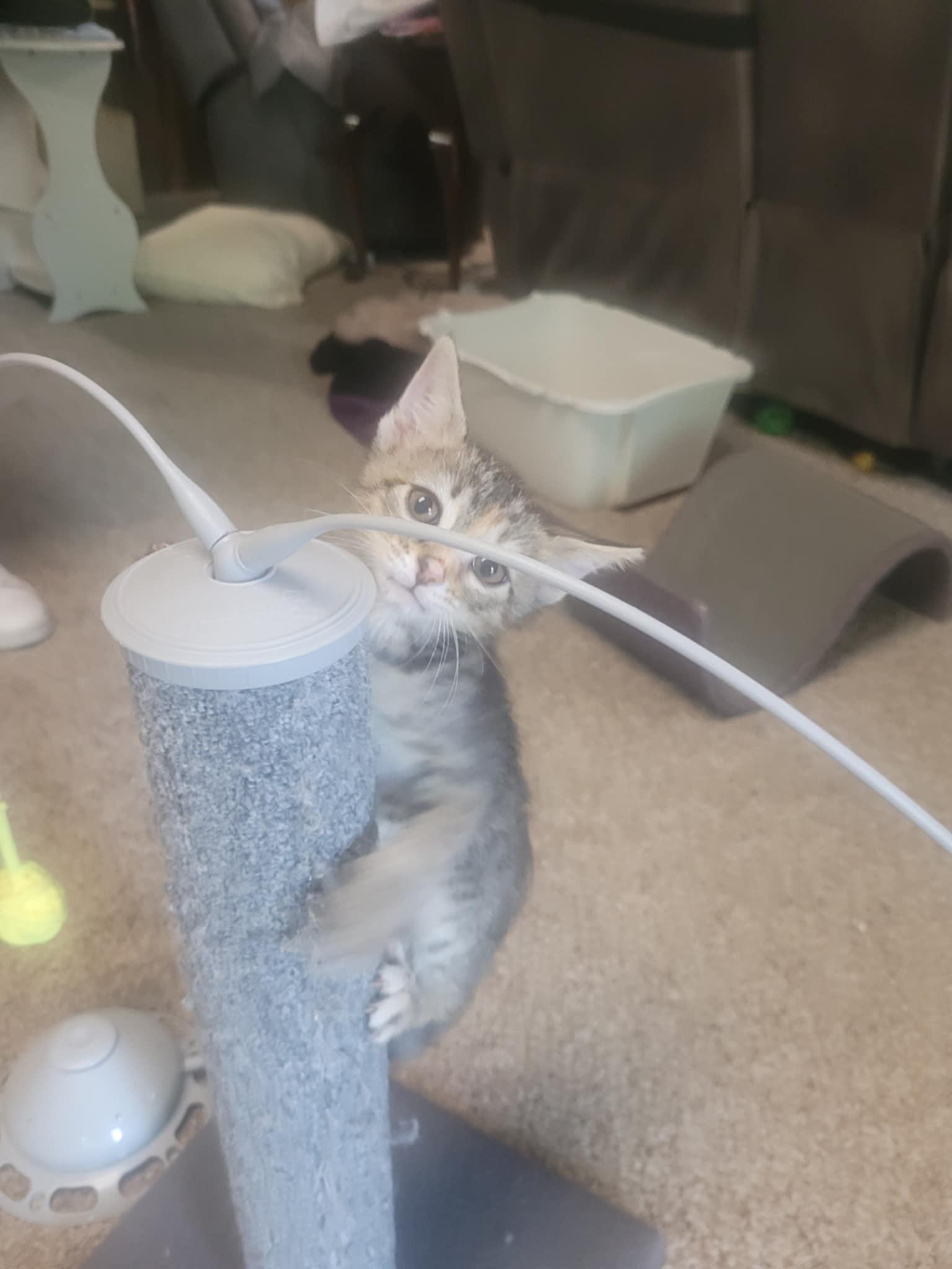 Tuti, Baby Female Domestic Short Hair