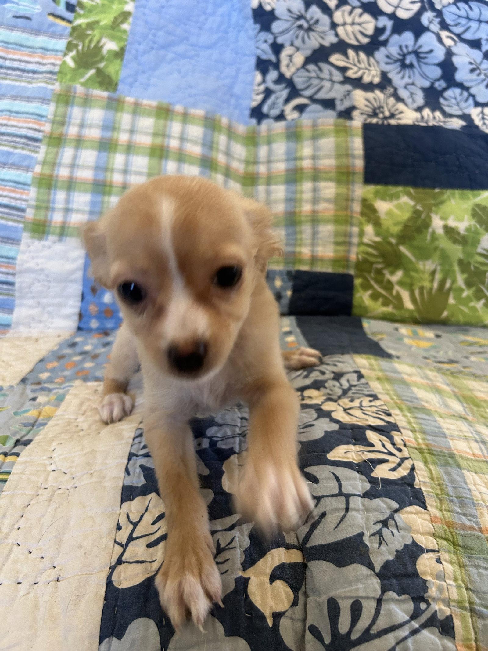 Freya, Adopted, Puppy Female Chihuahua & Spaniel.