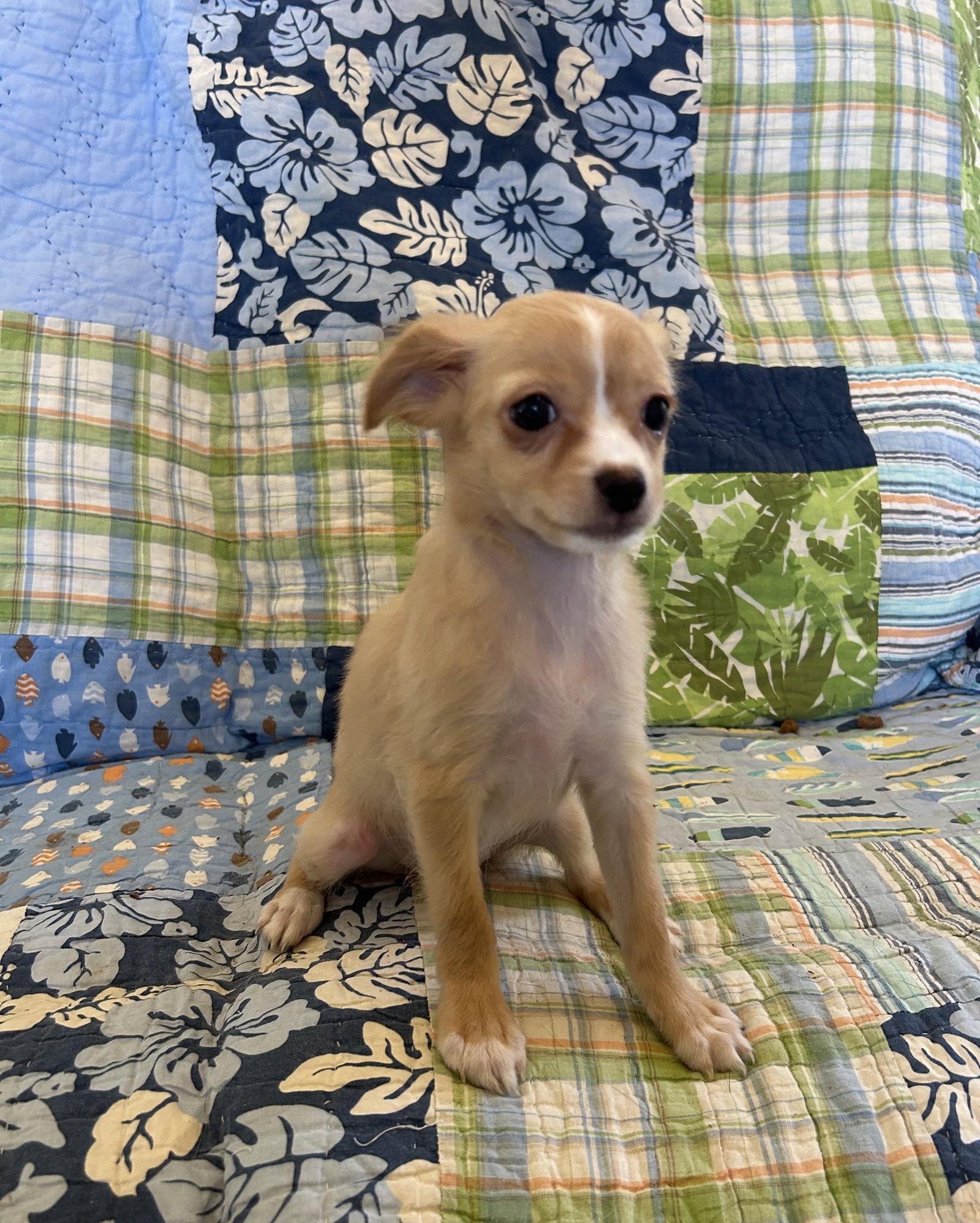 Enlarge Freya, a Adopted mixed breed in Pipe Creek, TX image 2/3