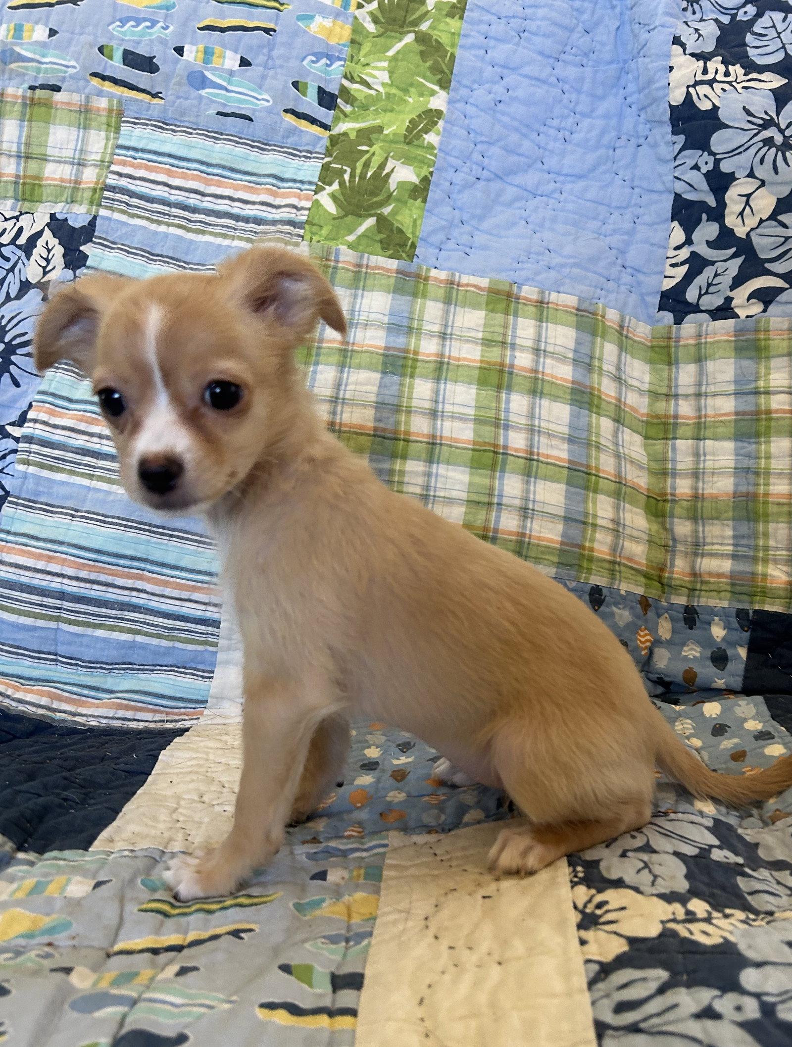 Enlarge Freya, a Adopted mixed breed in Pipe Creek, TX image 3/3