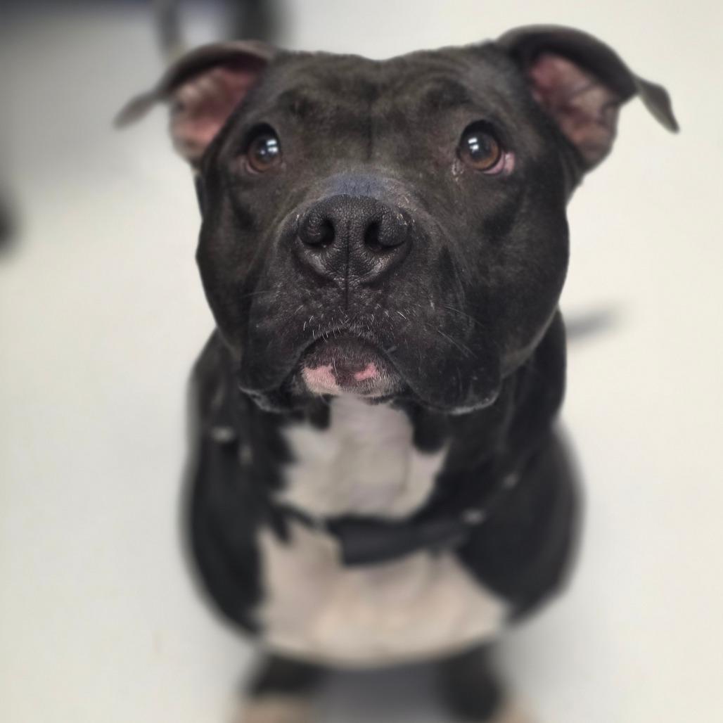 Loki, a Adoptable mixed breed in Huntsville, AL image 1/2