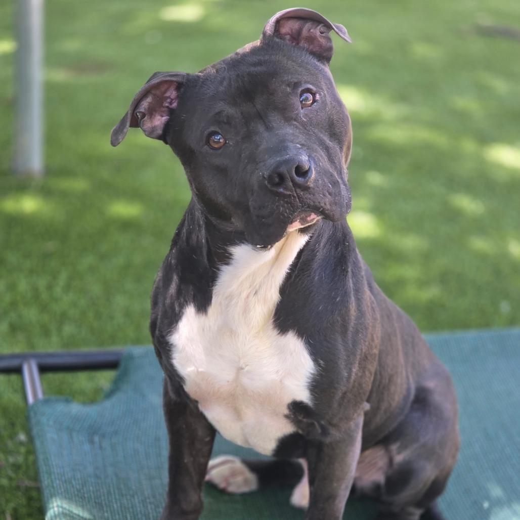 Loki, a Adoptable mixed breed in Huntsville, AL image 2/2