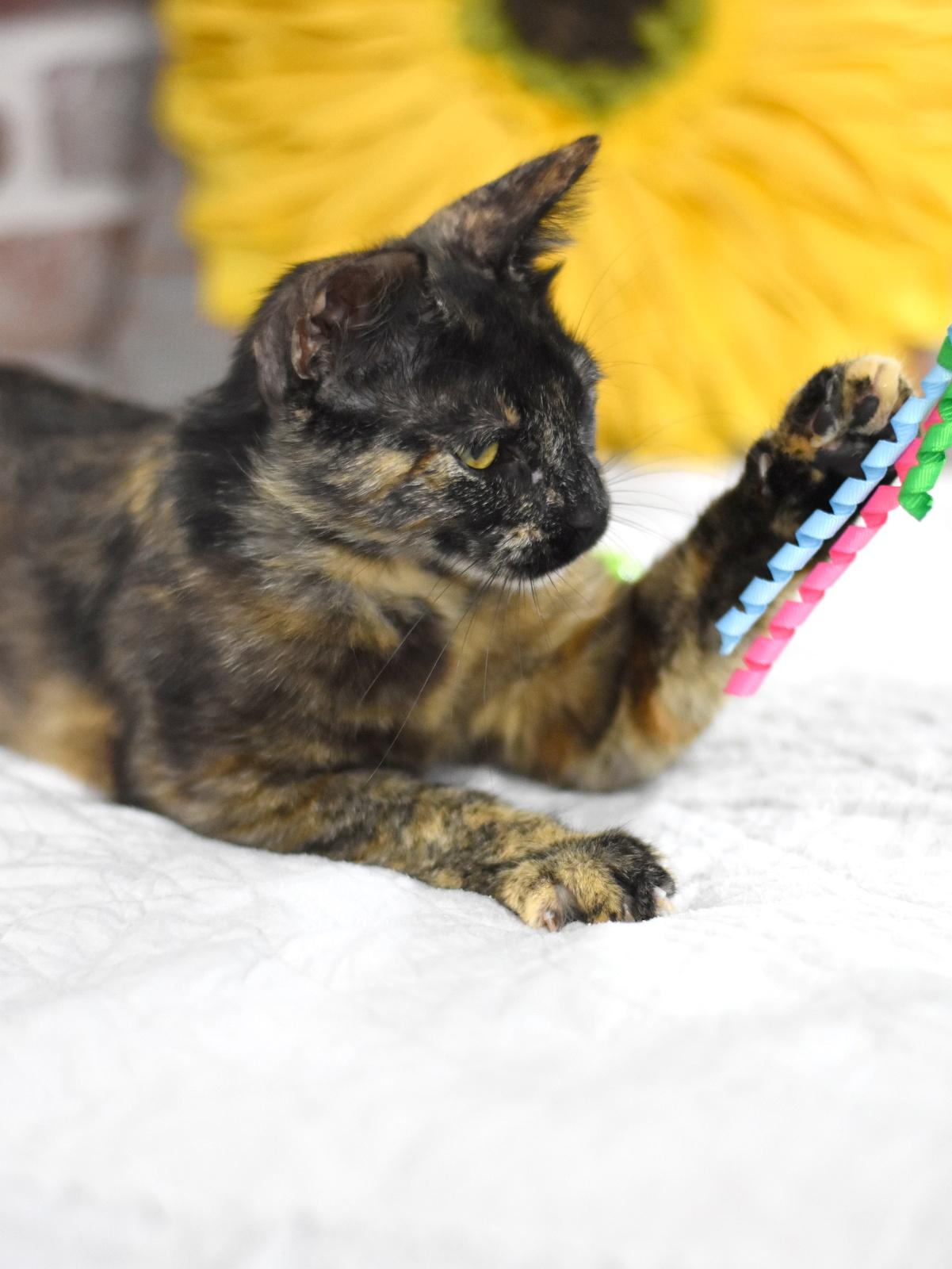 Enlarge Kiwi, a Adoptable mixed breed in Appleton, WI image 1/5