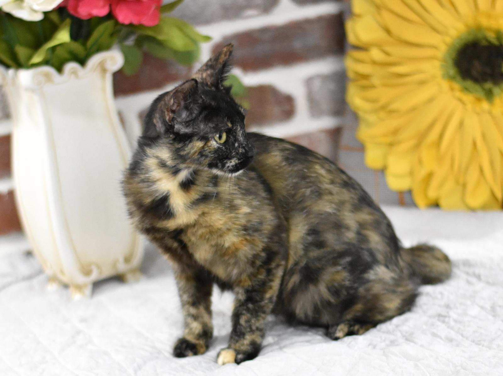 Enlarge Kiwi, a Adoptable mixed breed in Appleton, WI image 3/5
