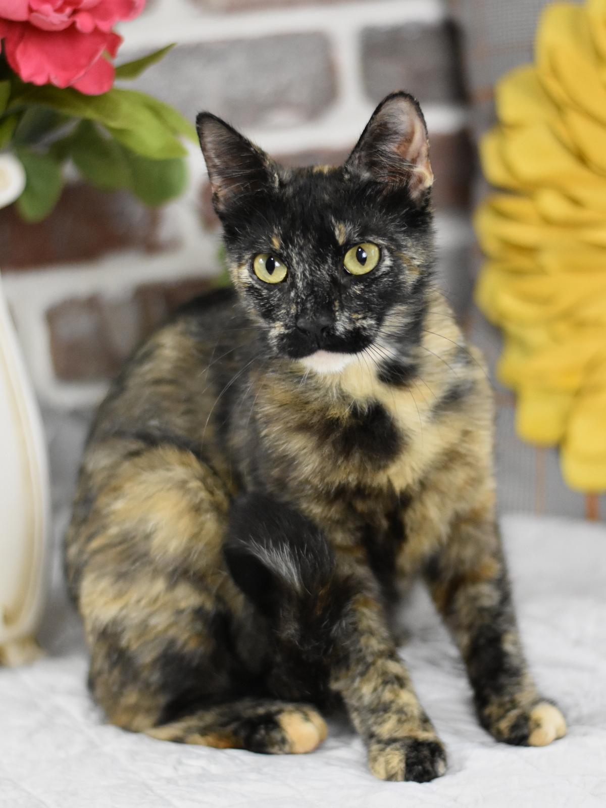Enlarge Kiwi, a Adoptable mixed breed in Appleton, WI image 5/5