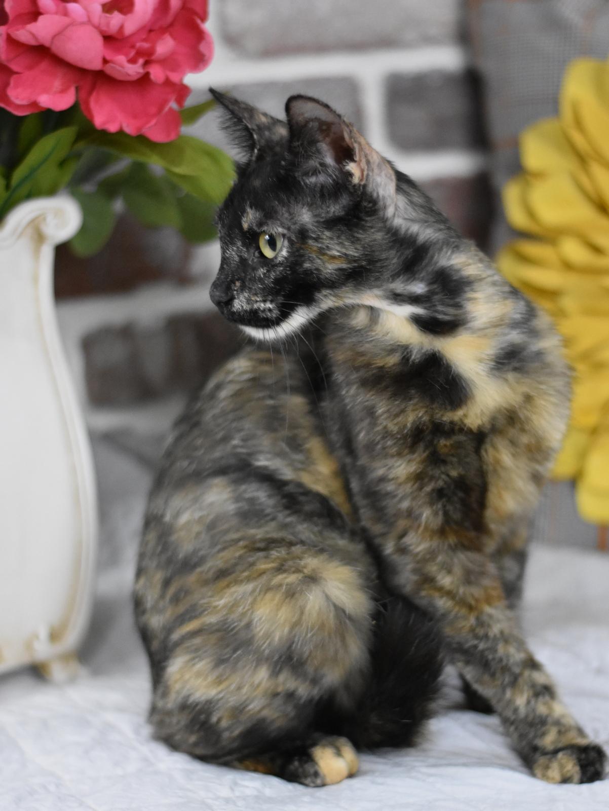 Enlarge Kiwi, a Adoptable mixed breed in Appleton, WI image 2/5