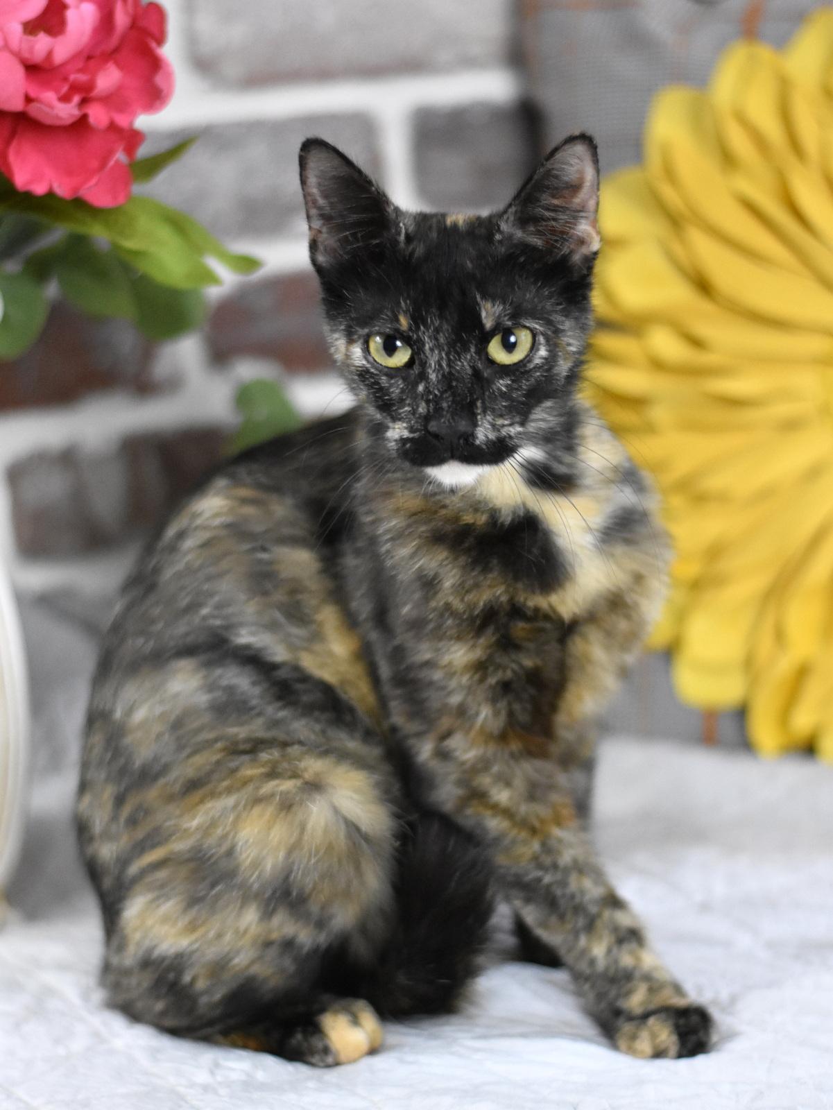 Enlarge Kiwi, a Adoptable mixed breed in Appleton, WI image 4/5