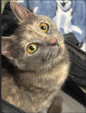 Salvie, ADOPTABLE, Young Female Domestic Short Hair.