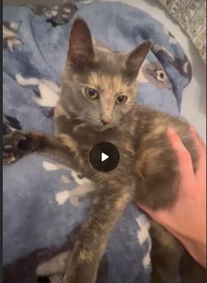 Enlarge Salvie, a ADOPTABLE mixed breed in Hampstead, NC image 3/3