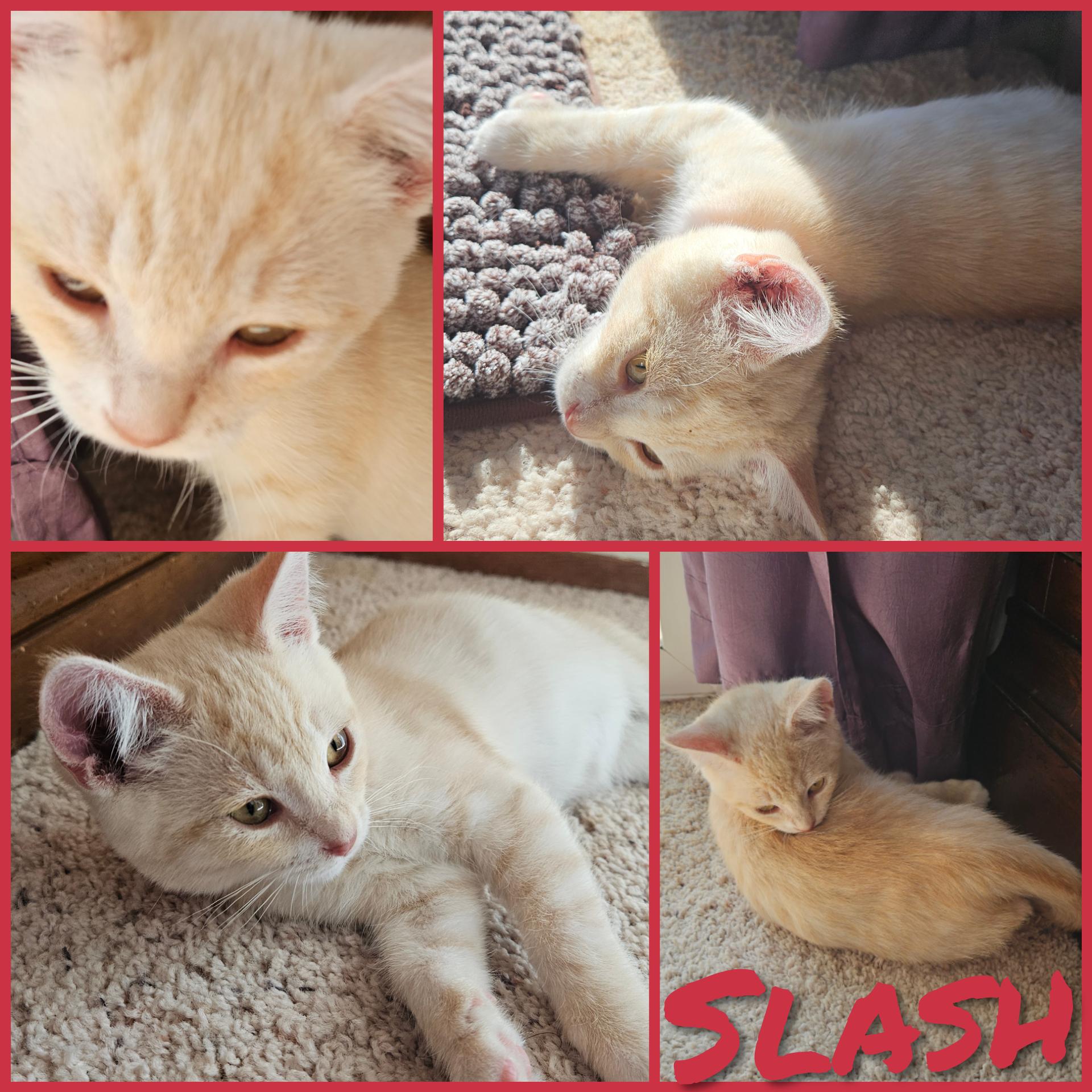Slash, Adopted, Kitten Male Domestic Short Hair.