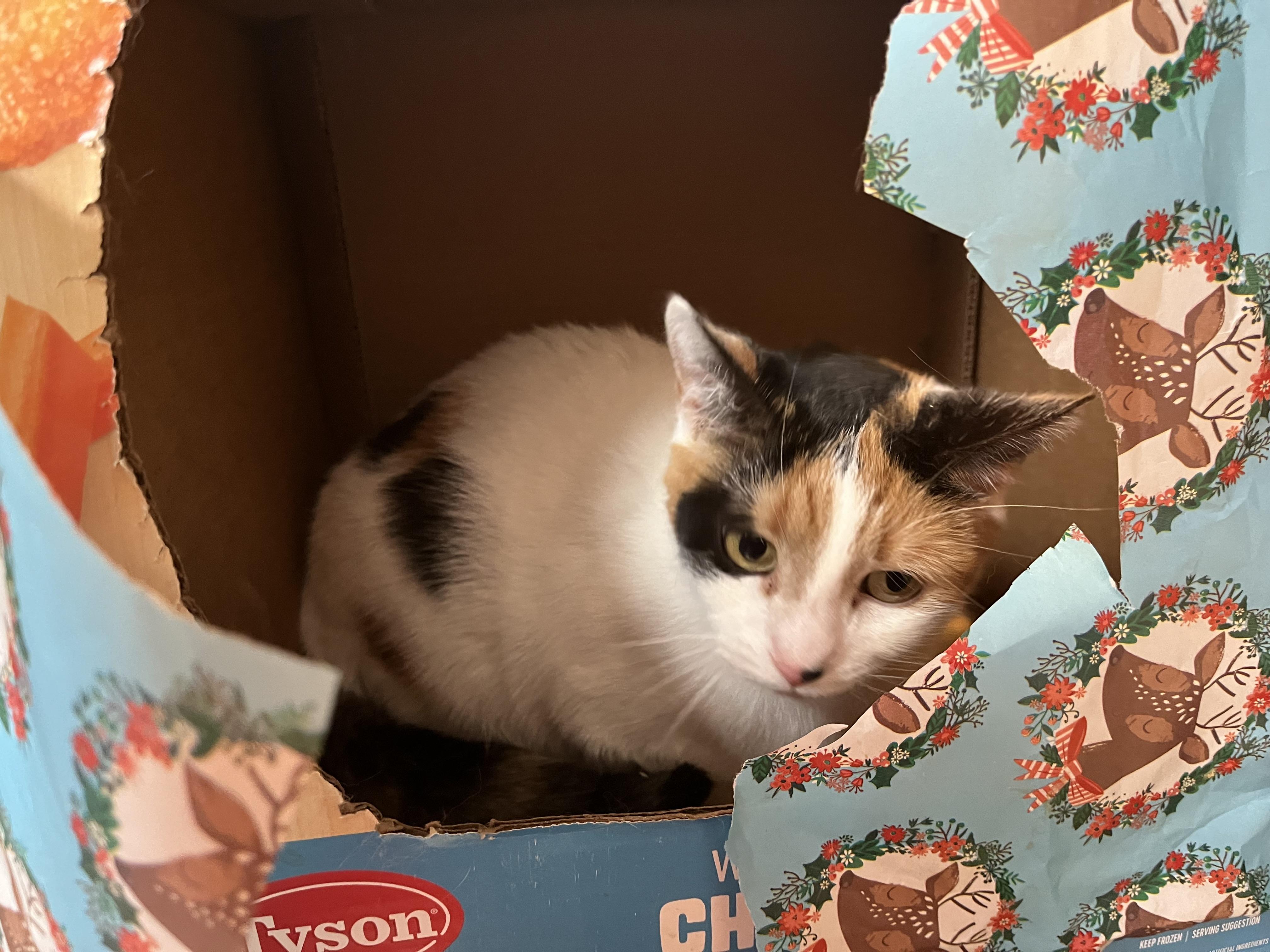 Cali, a Adoptable Calico in Olean , NY image 1/3