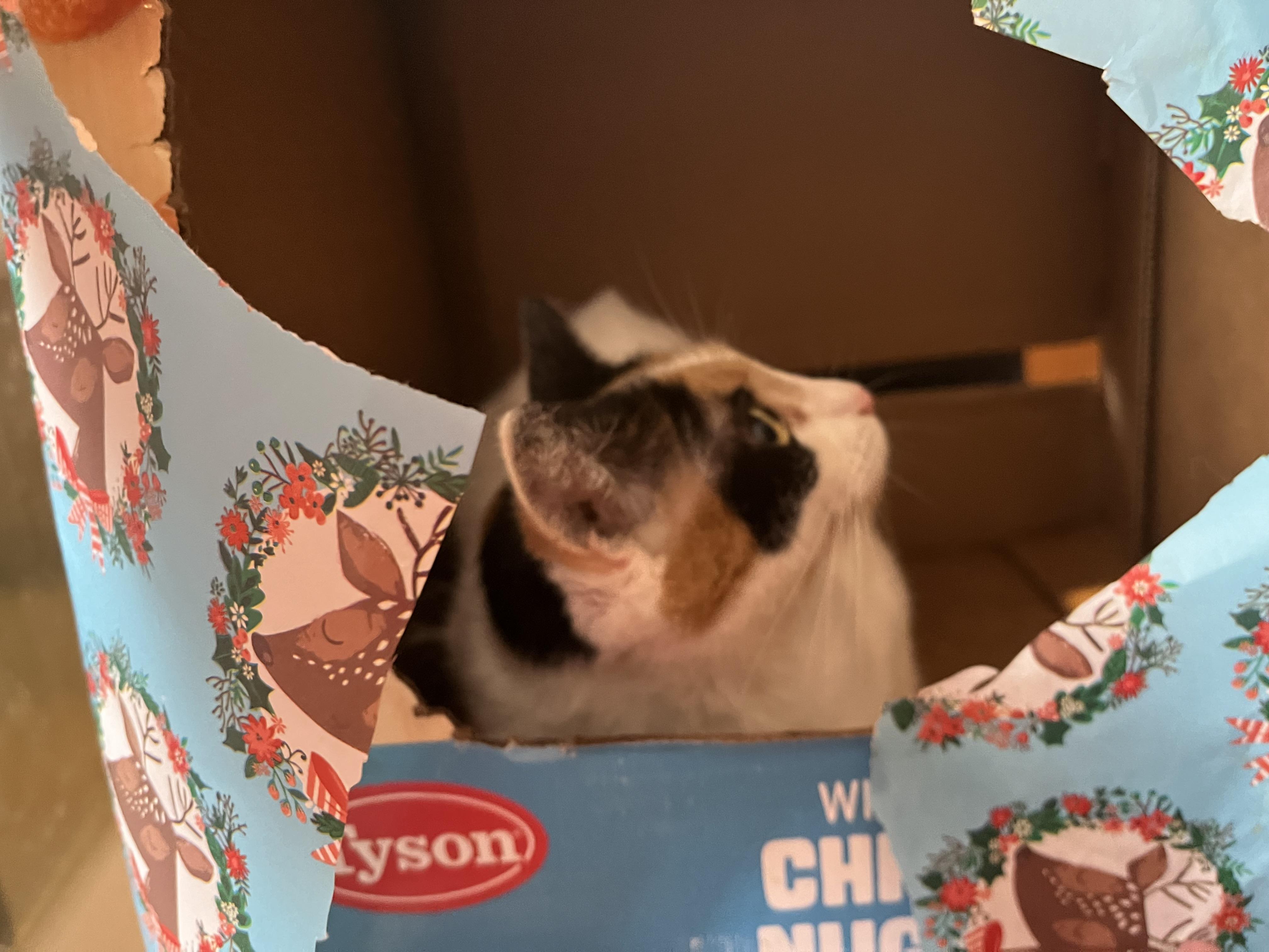 Cali, a Adoptable Calico in Olean , NY image 2/3