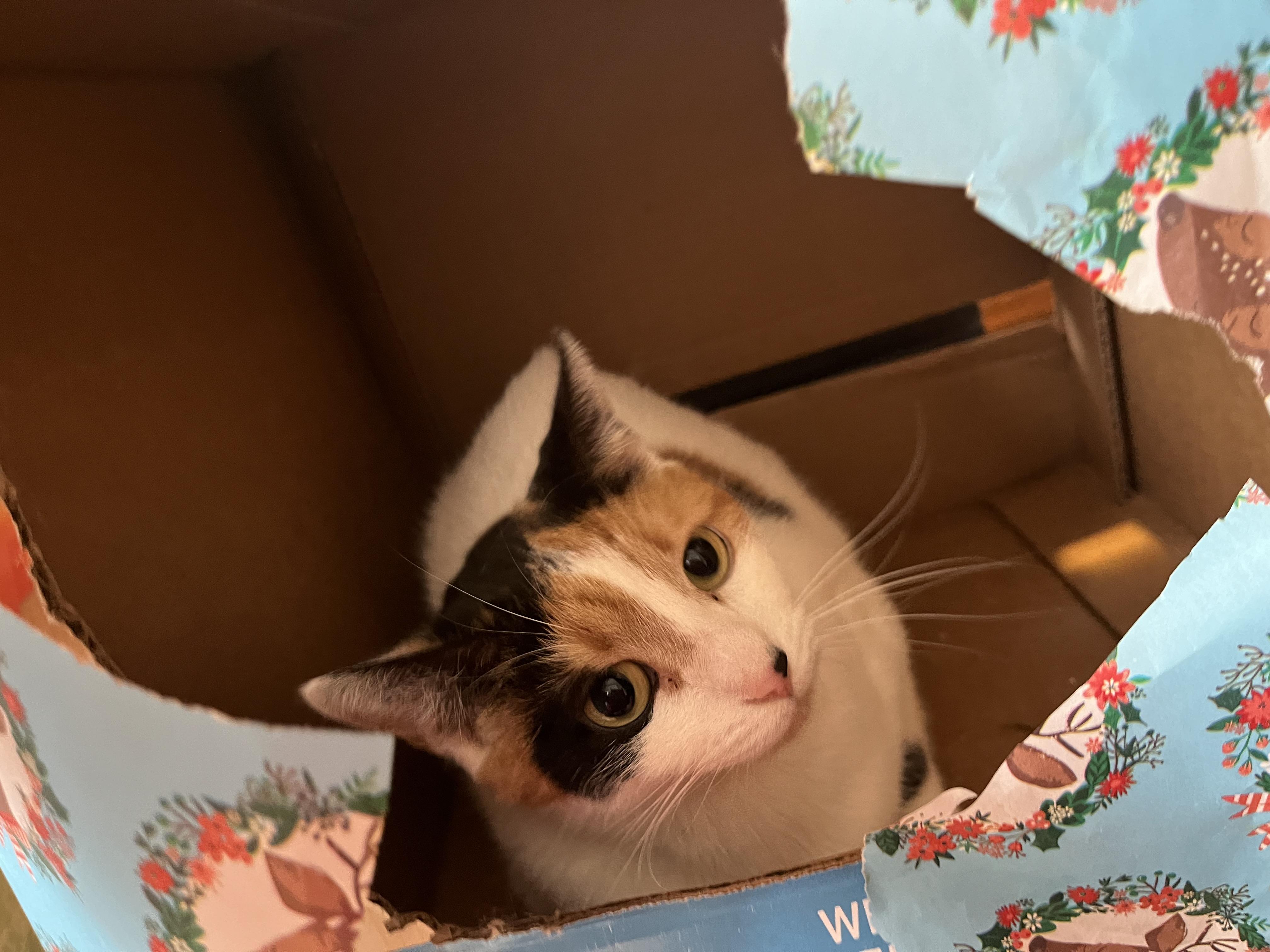 Cali, a Adoptable Calico in Olean , NY image 3/3