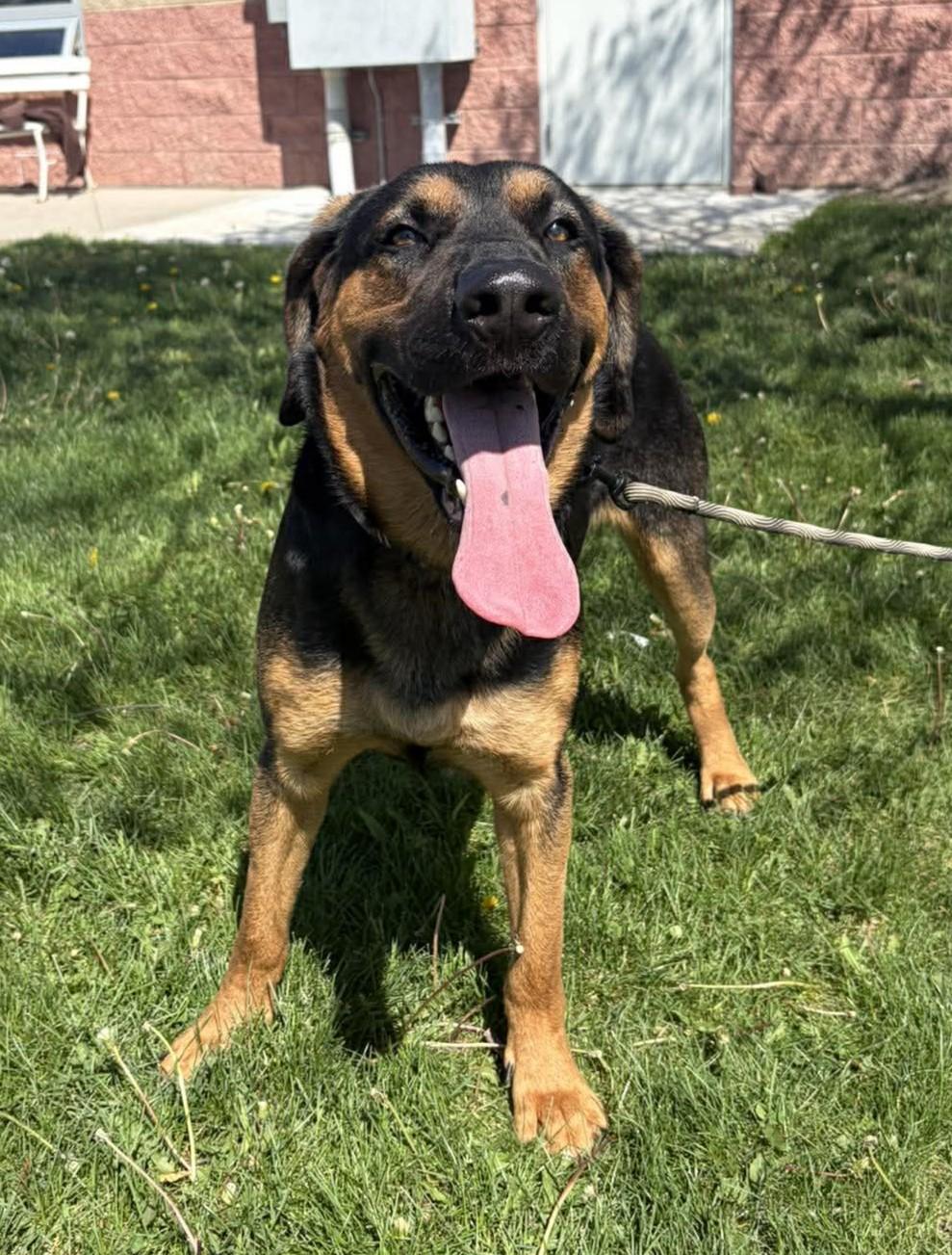 Enlarge Rob, a ADOPTABLE mixed breed in Maryville, MO image 3/5
