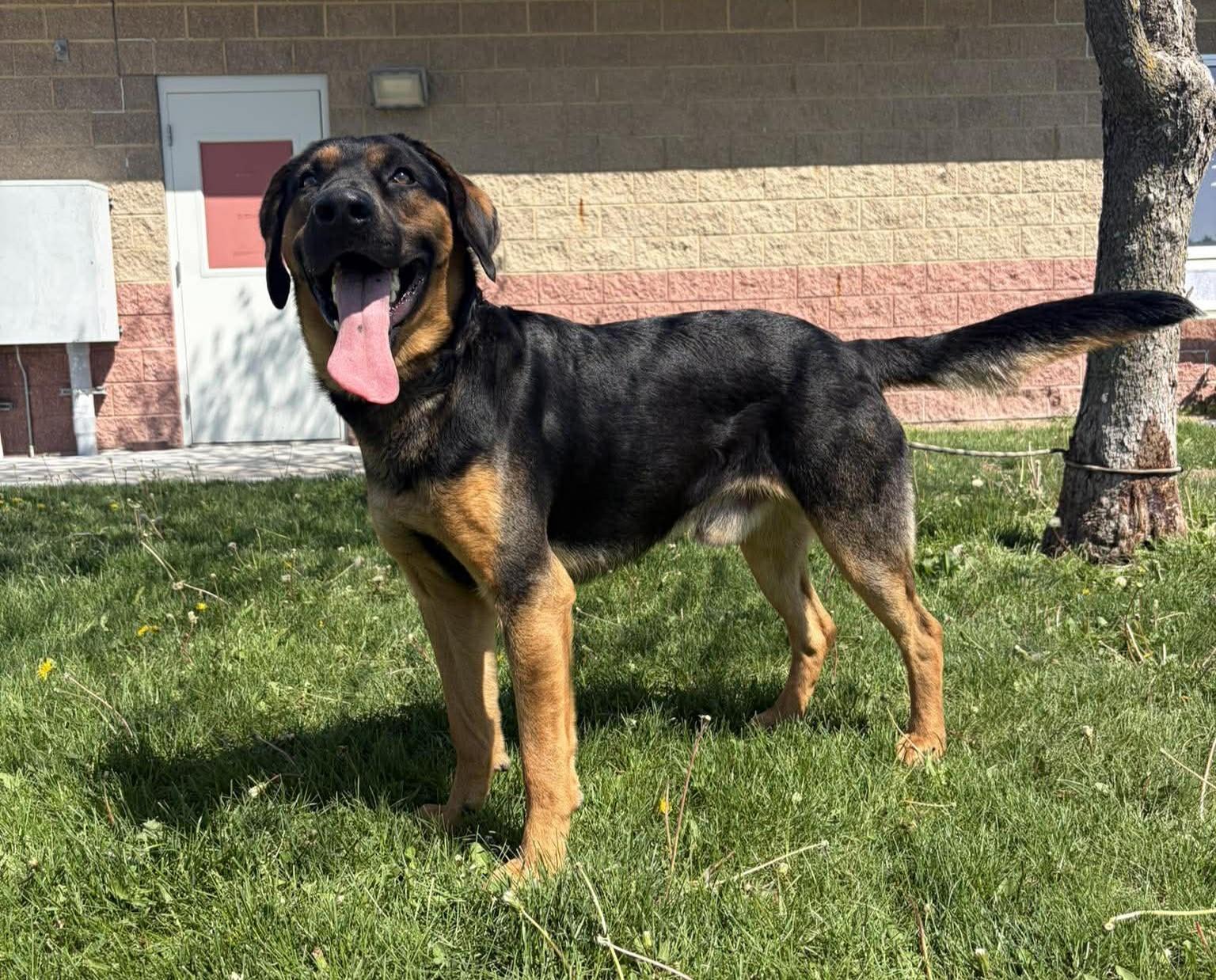 Enlarge Rob, a ADOPTABLE mixed breed in Maryville, MO image 2/5